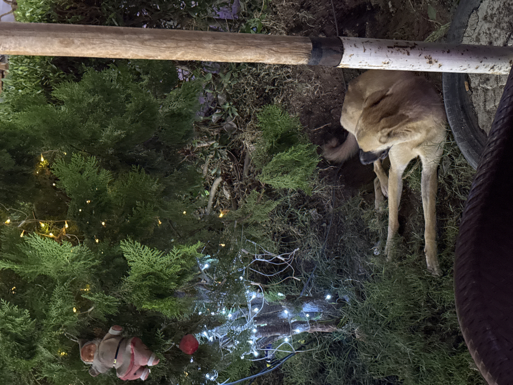 The image depicts a brown dog lying on the ground near a tree adorned with Christmas lights and a small Santa Claus ornament. The tree is green and appears to be an outdoor plant. A wooden pole is visible on the right side of the frame. The ground is covered with grass and dirt. The lighting suggests it is nighttime. The location is noted as Unknown, Egypt.