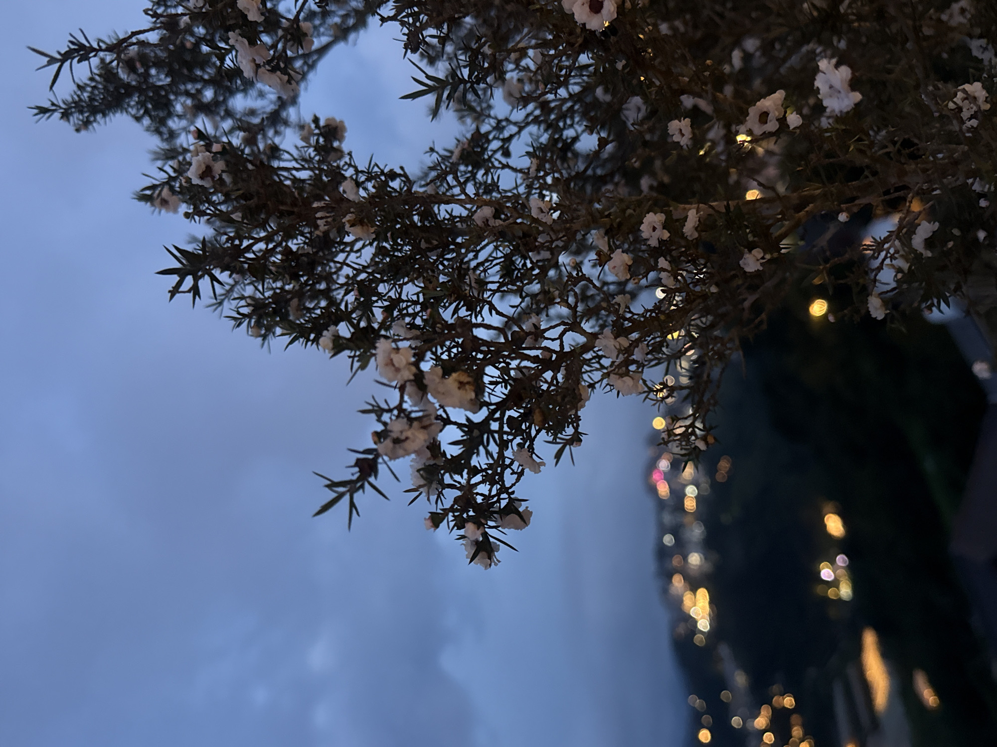 The image depicts a close-up view of a flowering plant with small white blossoms in the foreground. The plant's branches are thin and dark, with delicate green leaves. In the background, out of focus, is a cityscape illuminated by numerous bokeh lights, suggesting it is nighttime. The city lights are a mix of warm yellows, oranges, and some pinkish hues, scattered across a dark, hilly landscape. The sky above is a muted blue, with visible cloud formations, indicative of twilight or early evening. The overall atmosphere is serene and somewhat moody, with the soft glow of distant lights contrasting with the darker tones of the foreground and the sky. The scene is likely captured in Da Lat, Vietnam, known for its picturesque hills and vibrant night lights, often seen from elevated viewpoints.