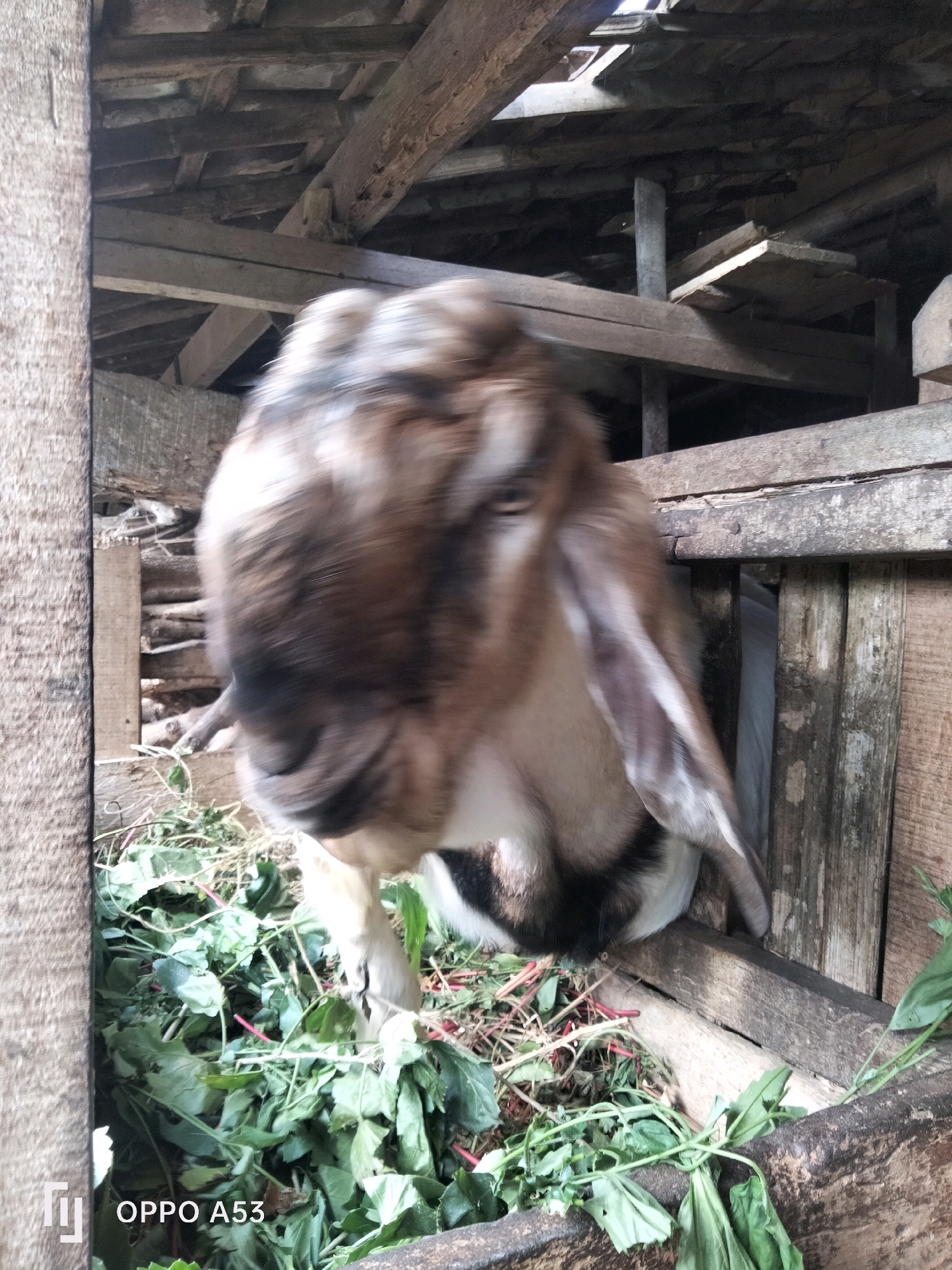 A goat's head, blurred due to motion, is the central focus of this image, framed by the rough wooden interior of a pen. The goat is a mix of brown and white, with long, floppy ears. It appears to be in a confined space with wooden planks forming the walls and a raftered ceiling made of unvarnished wood. Below the goat, a pile of green fodder is visible. The overall environment suggests a rural or agricultural setting, possibly a stable or barn. The presence of the text "OPPO A53" in the lower left corner indicates that the image was taken with an Oppo A53 mobile phone. The location is identified as Trenggalek, Indonesia.