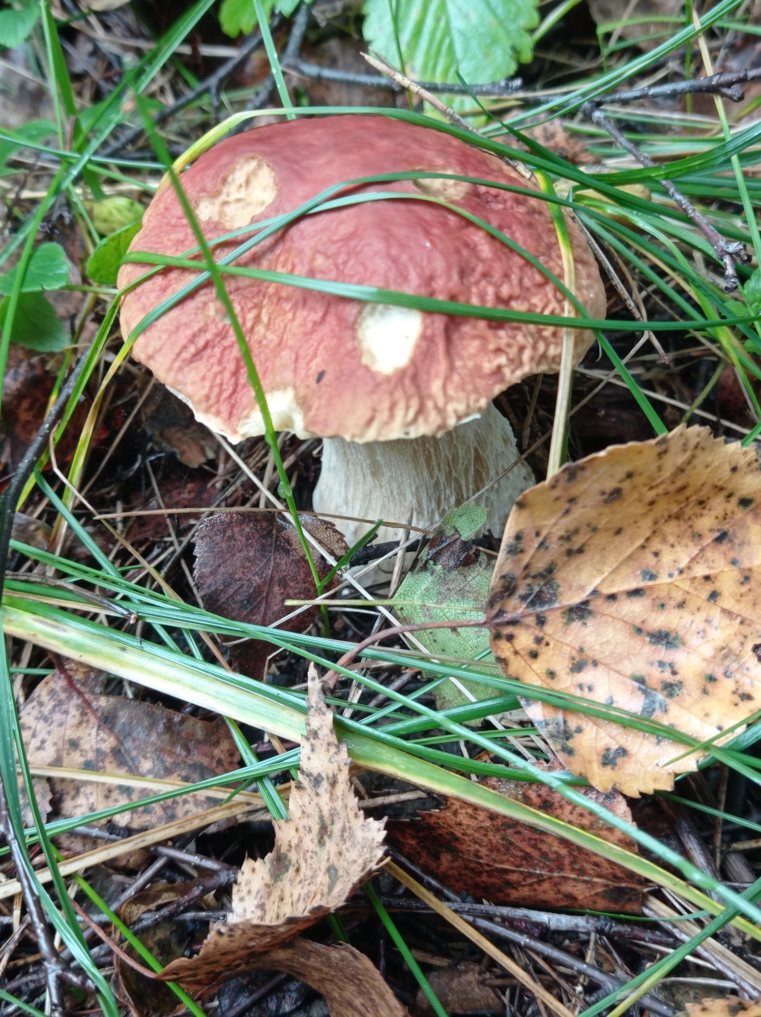 A close-up, eye-level shot captures a single mushroom in a forest floor environment. The mushroom's cap is a reddish-brown color with light tan blemishes and exhibits a slightly textured surface. Its stem is thick and pale, partially obscured by the cap. The mushroom is surrounded by green grass, dry brown leaves, and thin twigs. One prominent dried leaf, yellow with dark brown speckles, rests on the right side of the frame. The scene is dimly lit, suggesting an overcast day or dense forest canopy. The image provides no information regarding the city of Degtyarsk, Russia, or any people, actions, or interactions.