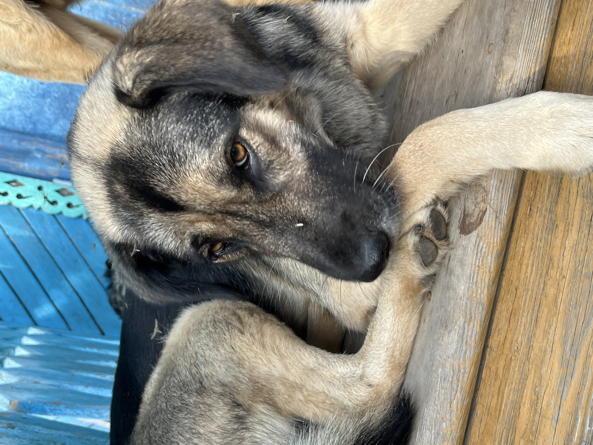 A medium-sized dog lies on weathered wooden planks. The dog has dark brown eyes and a coat of predominantly grey and black fur, with tan markings on its legs and face. Its paws are crossed. The dog's fur appears slightly disheveled. In the background, some blue-painted wooden slats can be seen. There is no indication of the city of Nizhny Tagil in the provided image.