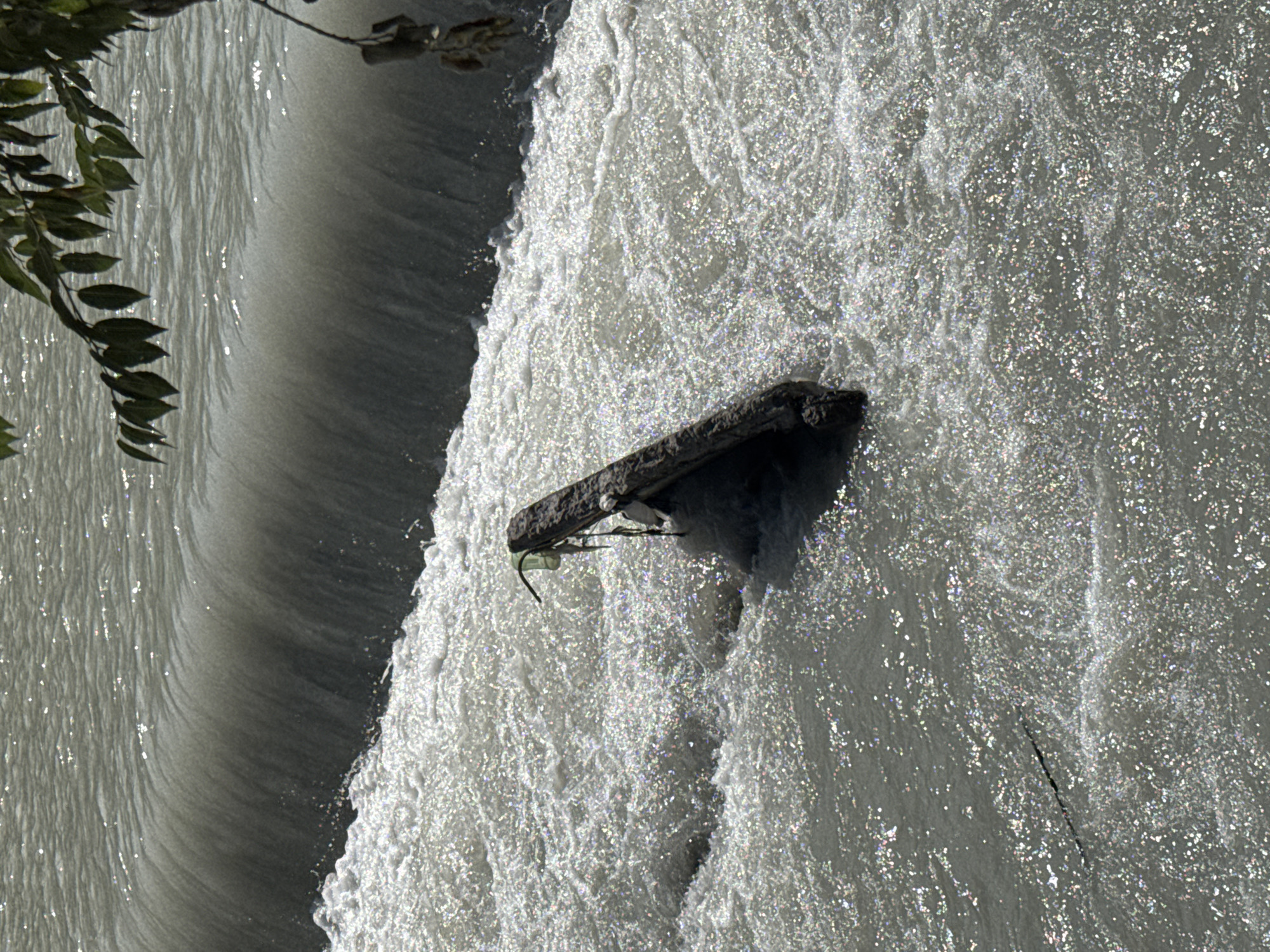 The image shows a log partially submerged in fast-flowing water, possibly a river or canal, in Bishkek City, Kyrgyzstan. The water is turbulent, with white foam and sparkling reflections from the sunlight. The log is dark brown and appears weathered, with a plastic bag or debris tied to its upper end. In the background, there is a dam or weir, with water cascading over it. Tree branches with green leaves hang from the top right corner of the frame, casting a slight shadow on the water. The scene depicts a natural element interacting with man-made debris in an outdoor environment.