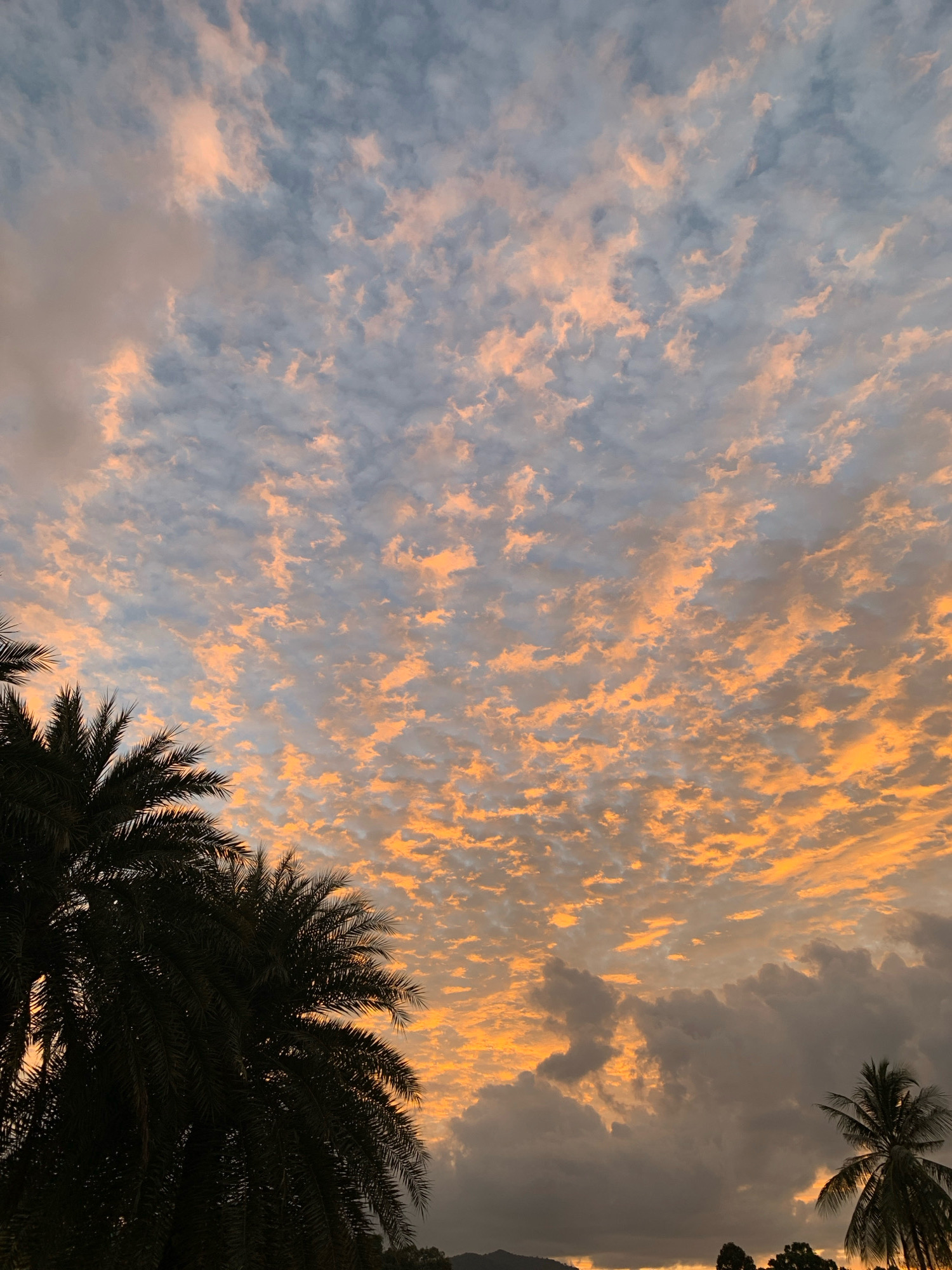 The image depicts a sky filled with clouds at sunset. The clouds are illuminated with warm orange and pink hues, contrasting with darker, gray clouds. Silhouetted palm trees are visible in the foreground, primarily on the left side and a smaller one on the right. The image is taken from a low angle, looking up at the sky. There are no people or specific landmarks visible that would indicate the exact location within Ko Samui District, Thailand, beyond the presence of palm trees, which are common in tropical coastal areas. The environment appears to be outdoors, likely a tropical setting given the vegetation.