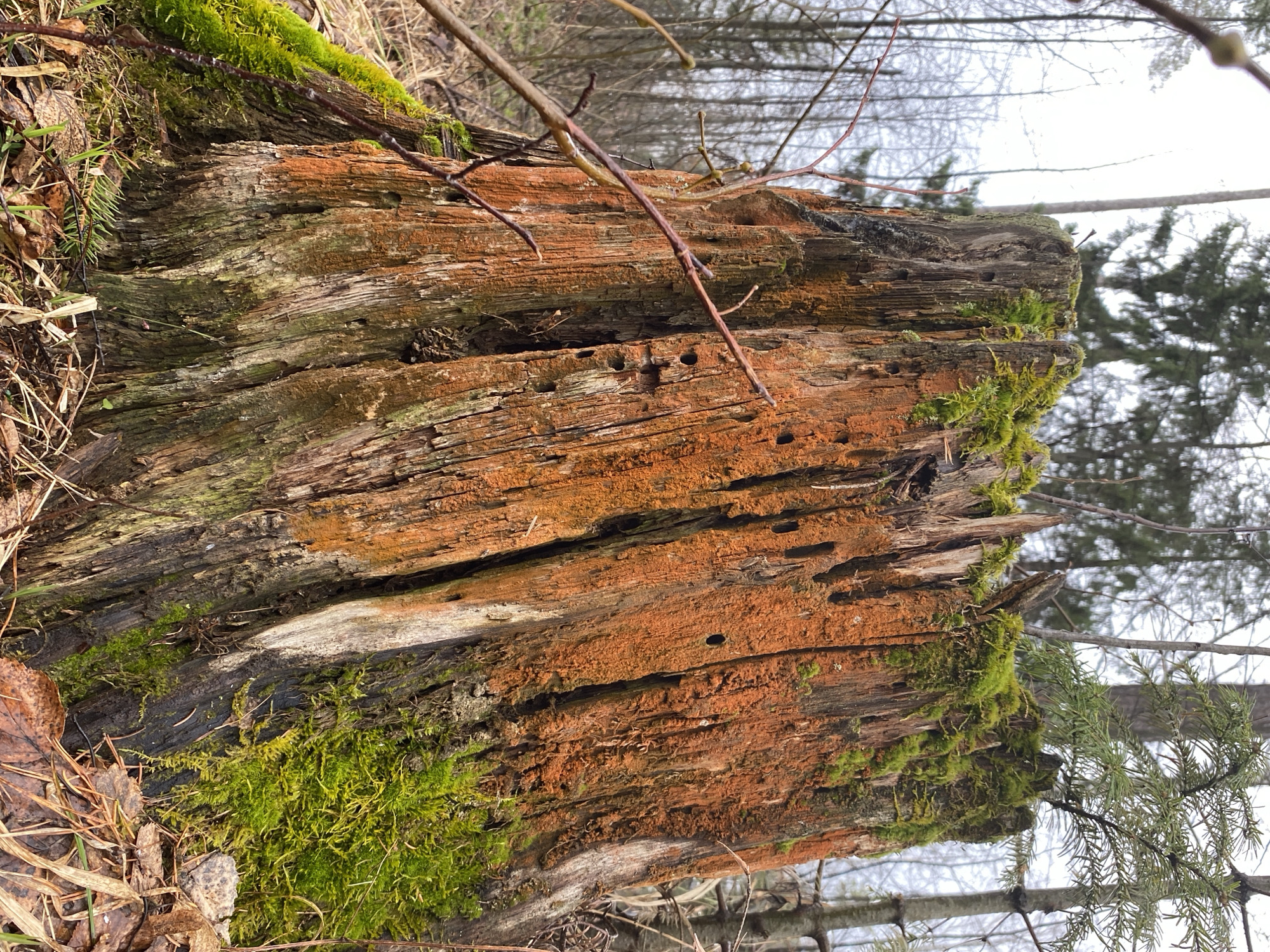 A weathered tree stump is the focal point of the image, exhibiting a blend of orange and brown tones in its decaying wood. Patches of green moss cling to its surface, particularly at the top and bottom. The stump is riddled with small holes, suggesting insect activity or decay. Several thin, bare branches extend across the top of the stump, and a small evergreen branch is visible on the right. The background features a sparse forest with bare trees and a light sky. The location is Noviy, Russia.