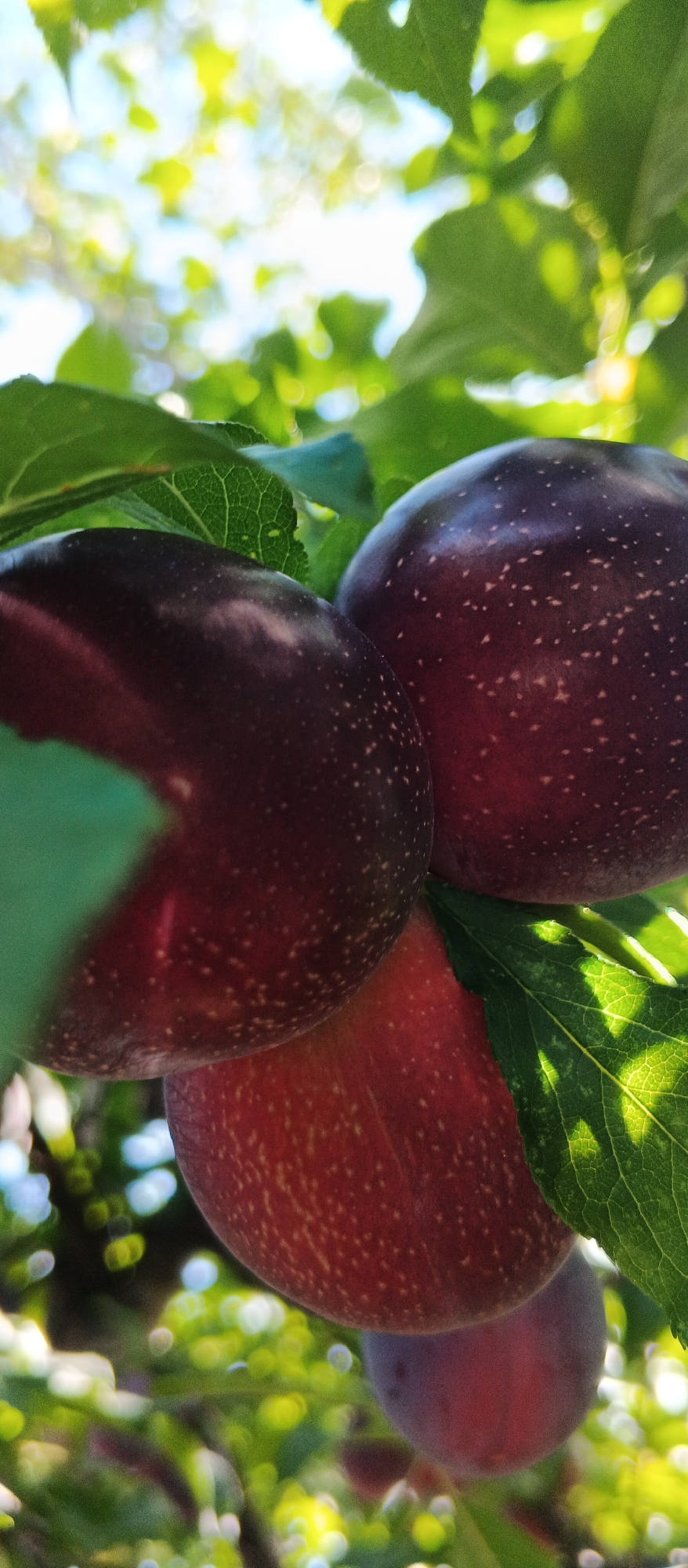 A close-up, vertical, outdoor shot captures three ripe plums hanging from a tree branch, partially obscured by green leaves. The plums are a deep, rich purple with a dusting of lighter speckles. Sunlight filters through the foliage, creating a bokeh effect in the background with blurred green leaves and bright white and yellow circles of light. The scene appears to be in a natural outdoor setting, possibly a garden or park within Smila, Ukraine, given the context. There are no people or animals visible in the image.