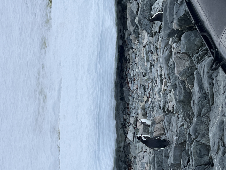 The image displays a rugged, icy coastal landscape, likely a polar region. The scene features a stark contrast between a vast expanse of white ice or snow and a dark, rocky shoreline or cliff face.
On the rocky terrain, which dominates the right side of the frame, two black and white penguins are visible. One prominent penguin, in the foreground, stands upright, facing towards the icy edge. Another, smaller penguin is positioned further back and higher up on the rocks. The rocks themselves are dark grey, angular, and appear to be part of a steep, uneven slope or cliff.
To the left, a wide field of white ice or compacted snow stretches out, exhibiting textured, rippled patterns on its surface. There are faint brownish or yellowish discolorations within the ice, possibly from algae or sediment. The boundary between the ice and the rocks is clearly defined, suggesting a frozen water body meeting land.
In the upper right corner, a dark, metallic object with visible ropes or fixtures is partially visible, indicating the photograph was likely taken from a boat or ship observing the shore. The lighting is soft and diffused, suggesting an overcast sky or ambient daylight. No specific activity is clearly depicted beyond the penguins resting or moving slowly on the rocks. There is no visible text. The original image file is oriented vertically, but the depicted scene is naturally horizontal.