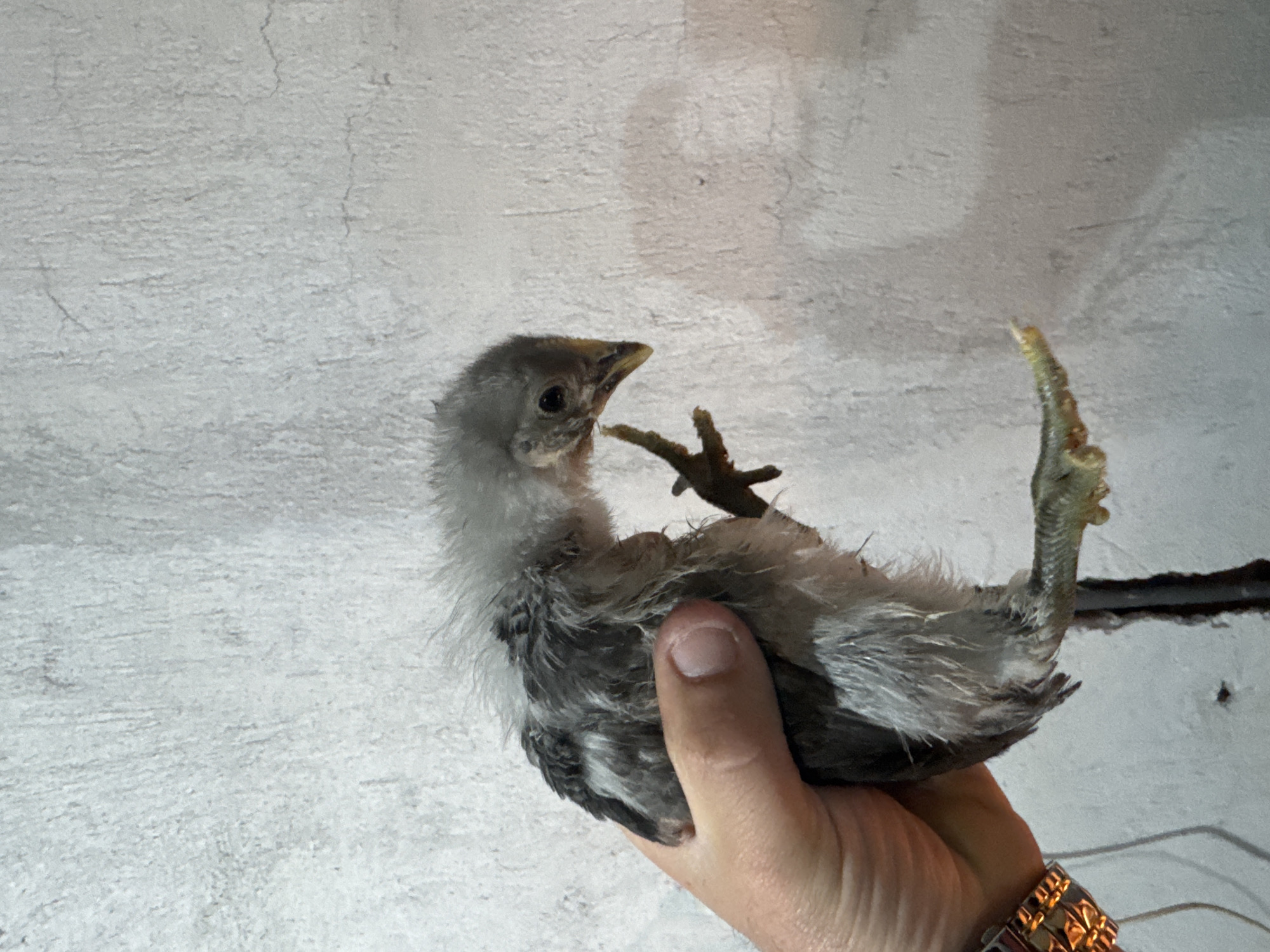 A person's hand holds a young bird (likely a chick) against a textured, off-white wall. The bird is mostly grey and white, with some dark barring visible on its body. One of the bird's feet is raised. Part of a wristwatch is visible on the person's wrist. The location is Sarnevo, Bulgaria.