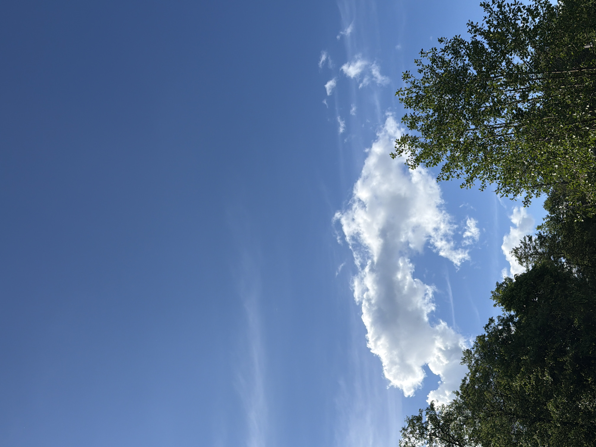 The image presents a view of the sky, with a clear blue expanse occupying the majority of the frame. Wispy cirrus clouds stretch across the sky diagonally. Fluffy cumulus clouds gather on the right side, close to the upper and lower edges. Green tree foliage is visible in the upper and lower right corners. The location of Noviy, Russia is not evident in the image. The scene depicts a sunny day with scattered clouds and trees.