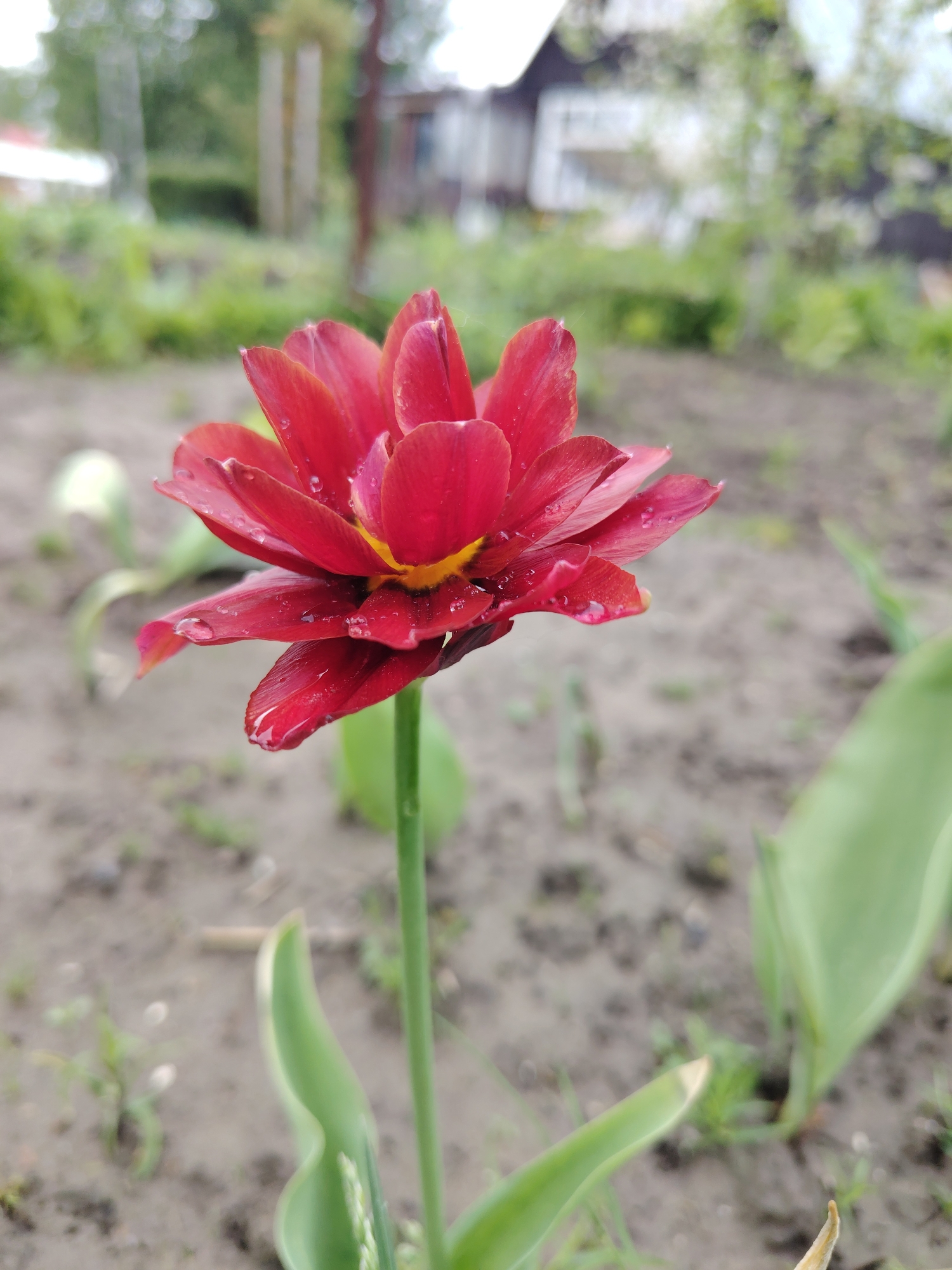 The image depicts a red, multi-petaled flower with a yellow center, likely a tulip, in a garden setting. The flower is the main subject and is in focus, with water droplets visible on its petals. The flower is attached to a green stem with leaves emerging from the base. The background consists of soil, small green plants, and blurred vegetation. In the distance, a building or house is partially visible, suggesting a residential area. The location is specified as the city of Unknown, Unknown.