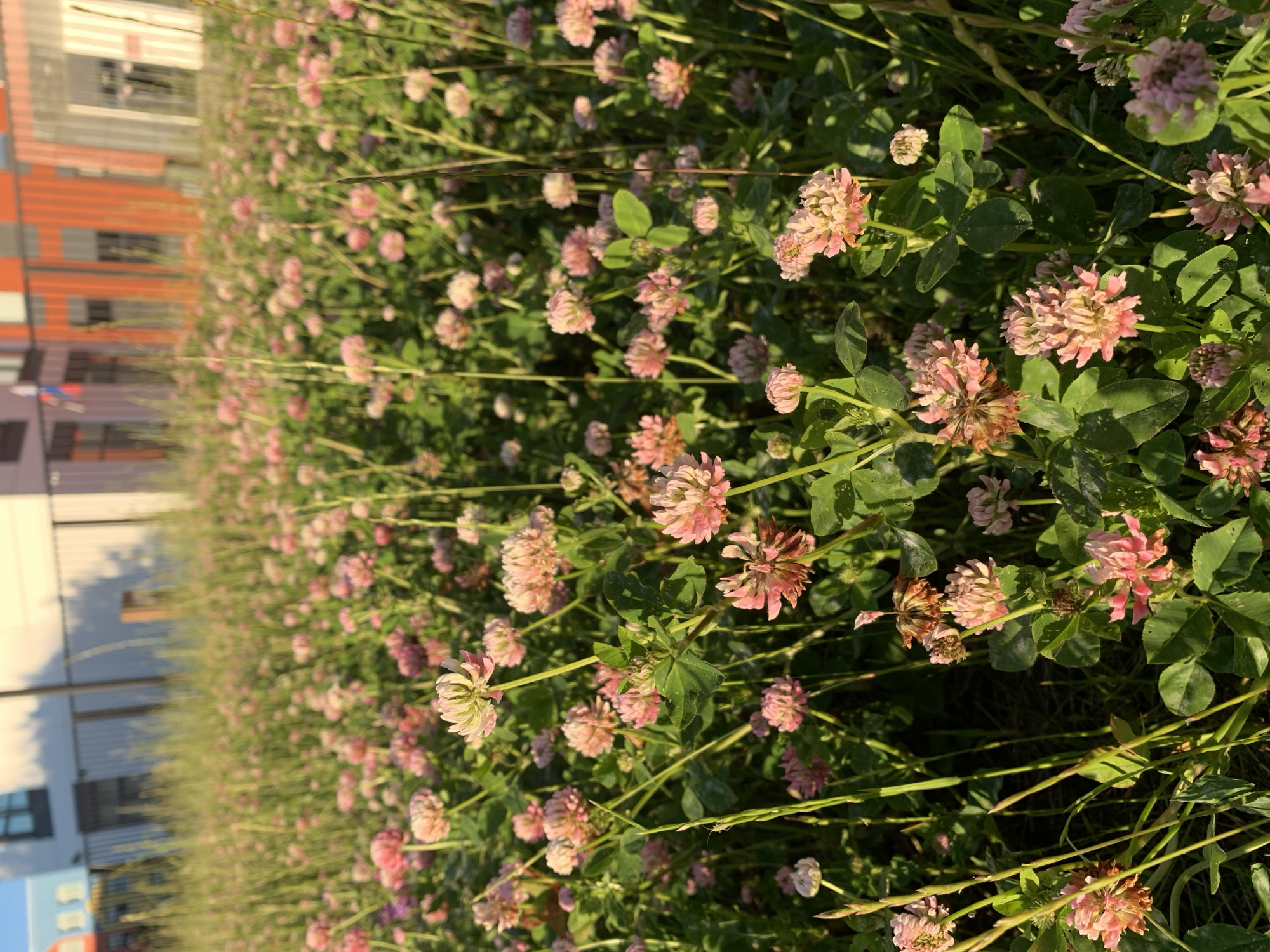 This is a medium-angle, eye-level, outdoor, full shot of a field of pink and white clover flowers in bloom. The flowers are in the foreground and midground, with some taller grasses interspersed. In the background, there is a building with orange and white siding. The lighting suggests it is late afternoon or early evening, casting long shadows from the building and highlighting the clover heads. There are no people or animals visible in the image. The scene appears to be a natural or semi-natural space within a developed area, possibly a park or undeveloped lot in Gatchina, Russia, given the presence of buildings and what looks like a Russian flag on the structure in the background.