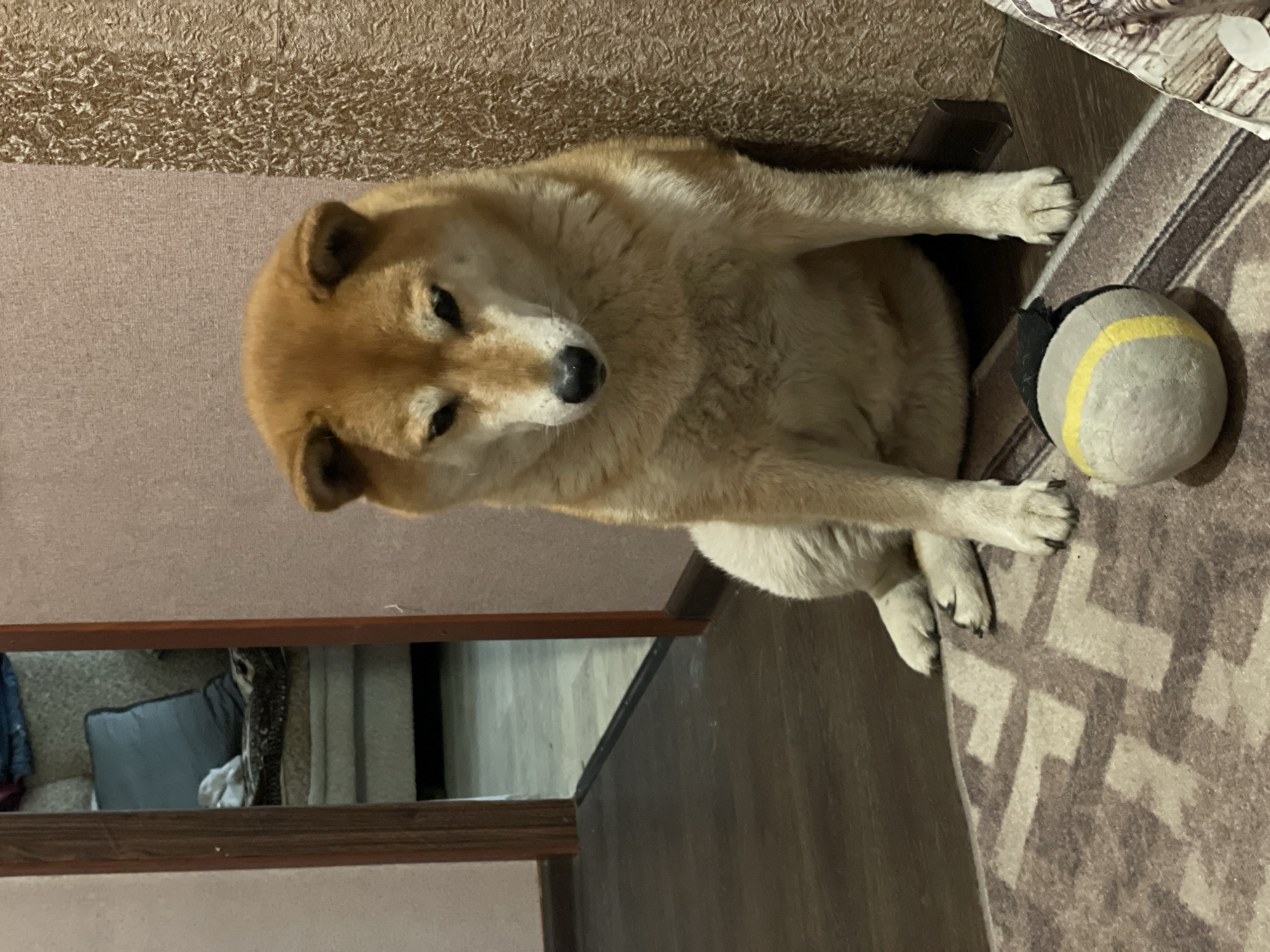 A Shiba Inu dog is sitting on a rug next to a ball with a yellow stripe. The dog is tan and white. The rug is brown and white with a geometric pattern. The scene is inside a building. The wall behind the dog has a textured, brown wallpaper. A doorway is visible to the left, showing a glimpse into another room. The specific location within the city of Zheleznogorsk, Russia, cannot be determined from the visual data.