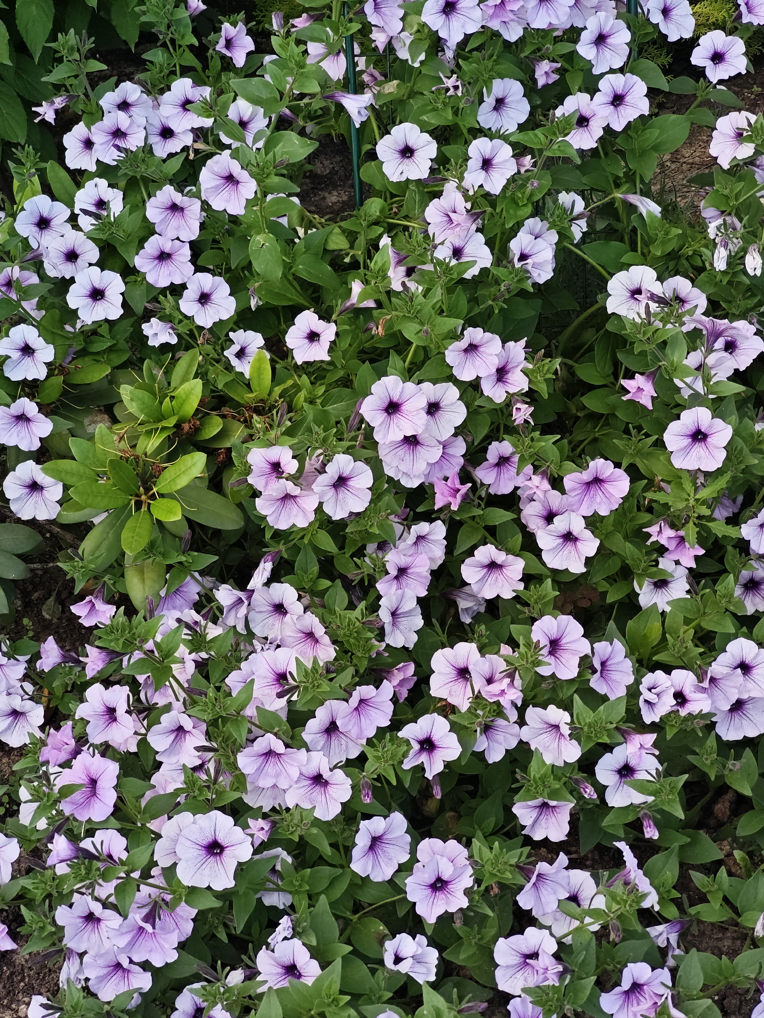 The image displays a dense ground cover of light purple petunia flowers with darker purple veins. The flowers are in various stages of bloom, with many fully open and others still developing. Lush green foliage intermingles with the blooms, creating a vibrant and naturalistic garden scene. The background consists of dark soil and hints of other greenery. The overall impression is one of abundant and thriving plant life. This scene could be found in a park, garden, or public flowerbed within the city of Shcherbinka, Russia, where such floral displays are common in urban landscaping during warmer months.