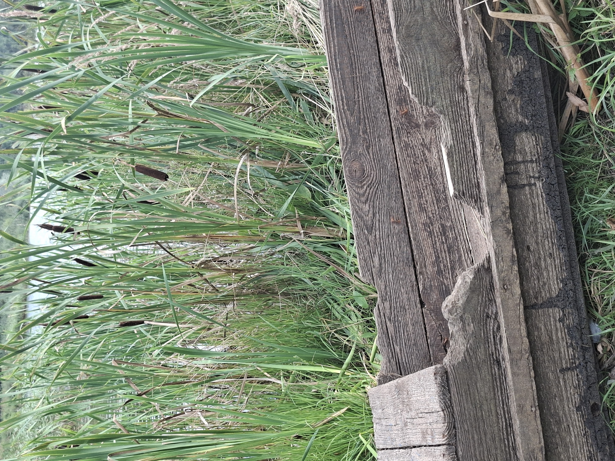 The image depicts a close-up view of an old, weathered wooden structure, possibly a boat or a pier, resting on grass near a body of water. The wood is dark, heavily grained, and shows signs of decay and water damage, with some areas covered in black, tar-like material. Behind the wooden structure, dense green reeds and cattails grow tall, their brown seed heads visible among the foliage. The background shows a calm body of water, likely a lake or river, with a faint, hazy shoreline. The scene is set in the Таўкачоўскі сельскі Савет region of Belarus, suggesting a rural or natural environment. No people are present in the image.