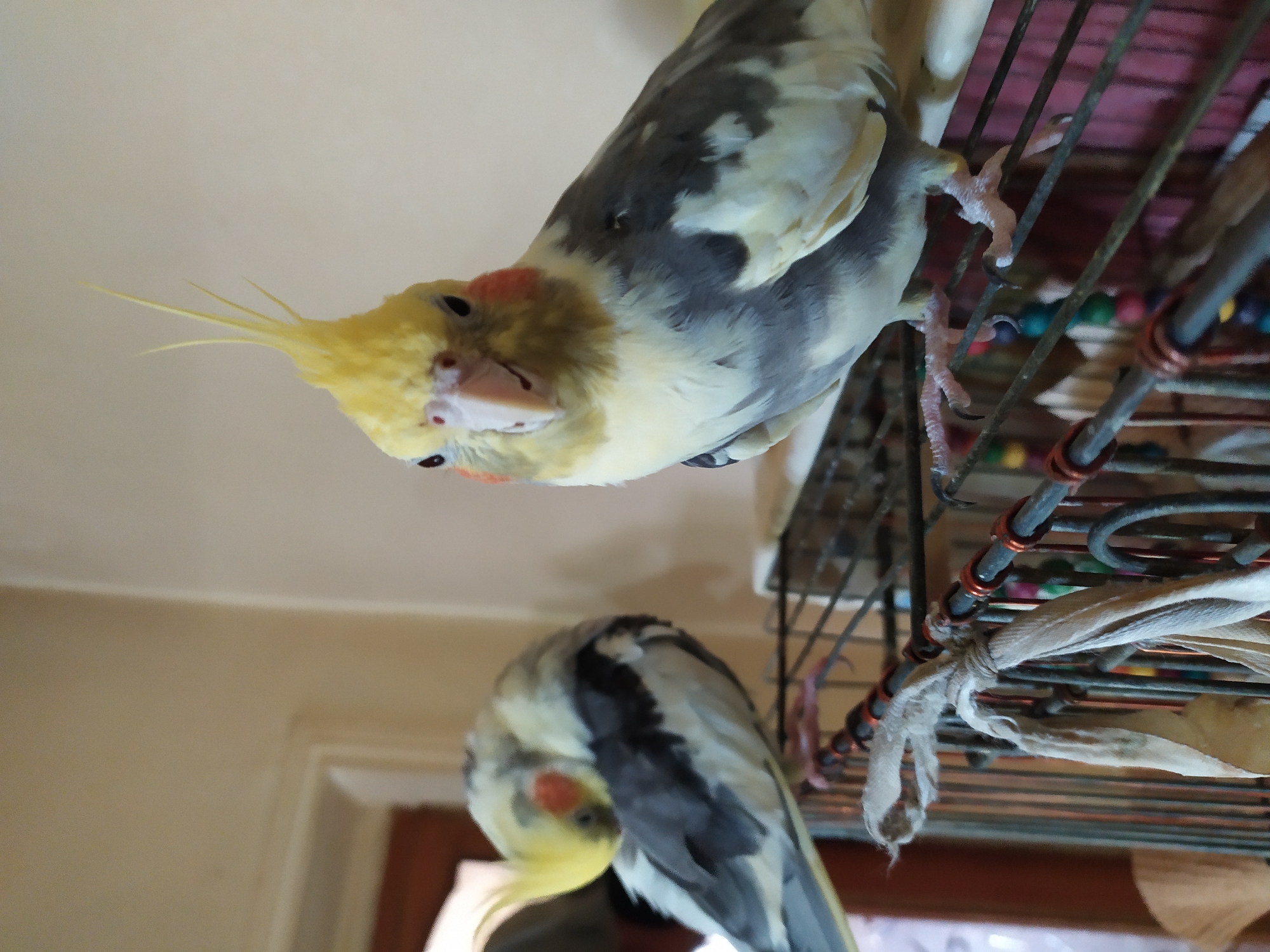 Two cockatiels are perched on the top edge of a birdcage. The cockatiel in the foreground is facing the camera, with its head slightly tilted and its crest raised. It has yellow and grey feathers, with pink cheeks. The second cockatiel, partially visible in the background, is preening itself, with its head tucked into its body. The birdcage is made of metal bars and has a piece of fabric tied to one of the bars. The background appears to be an indoor setting with a plain wall. There is no discernible information about the location being in Bilajari, Azerbaijan, or any other specific city.