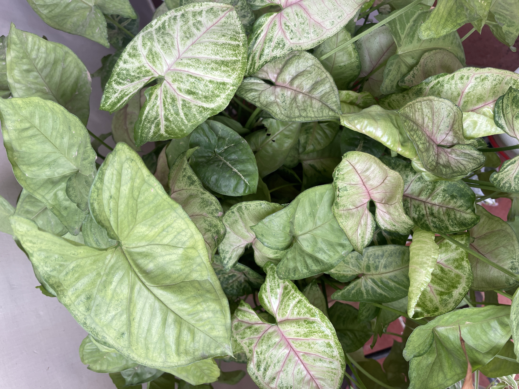A close-up, top-down view shows a dense cluster of Syngonium leaves. The leaves exhibit a variety of green hues with some having pink venation. The lighting appears diffused and even. The environment is non-specific, there is no information given in the image to indicate that the location is in the city of Chandigarh, India. No people are visible. No actions or interactions are depicted.