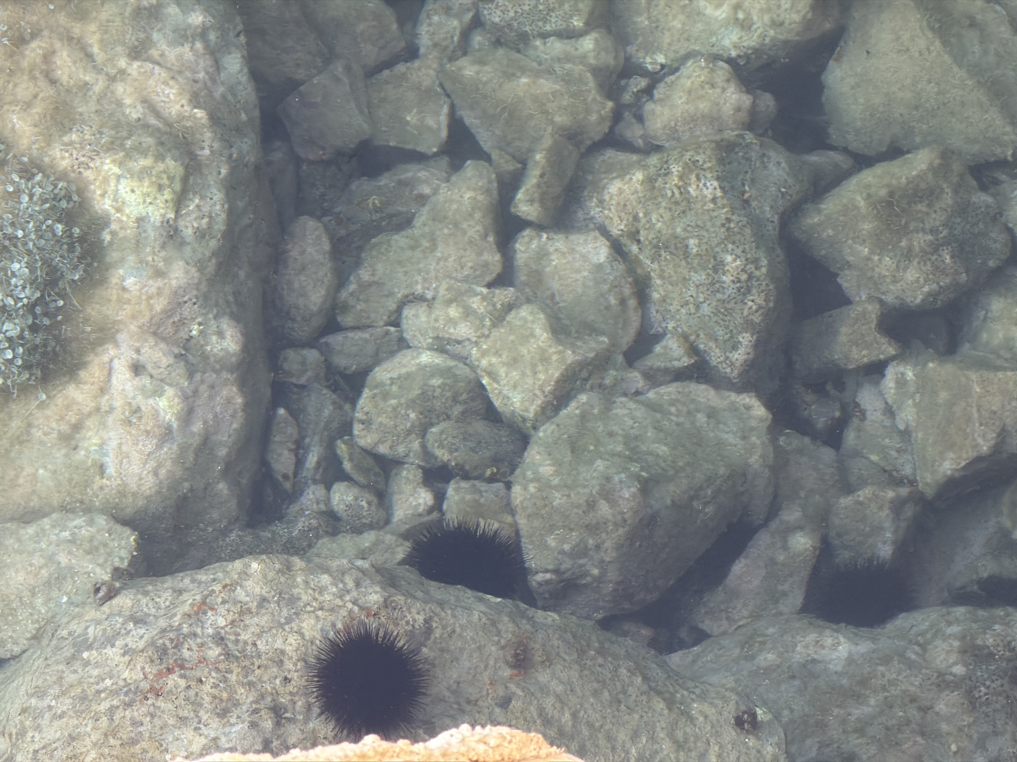 The image depicts an underwater scene at an unidentified location in Radovići, Montenegro. The seabed is covered in various sizes of rocks and stones, partially obscured by the murky water. Three sea urchins are visible among the rocks. One sea urchin is located on the lower left, another is nestled among the rocks in the center, and a third is situated on the right. Some small plants are seen on one of the large rocks on the left side of the frame.