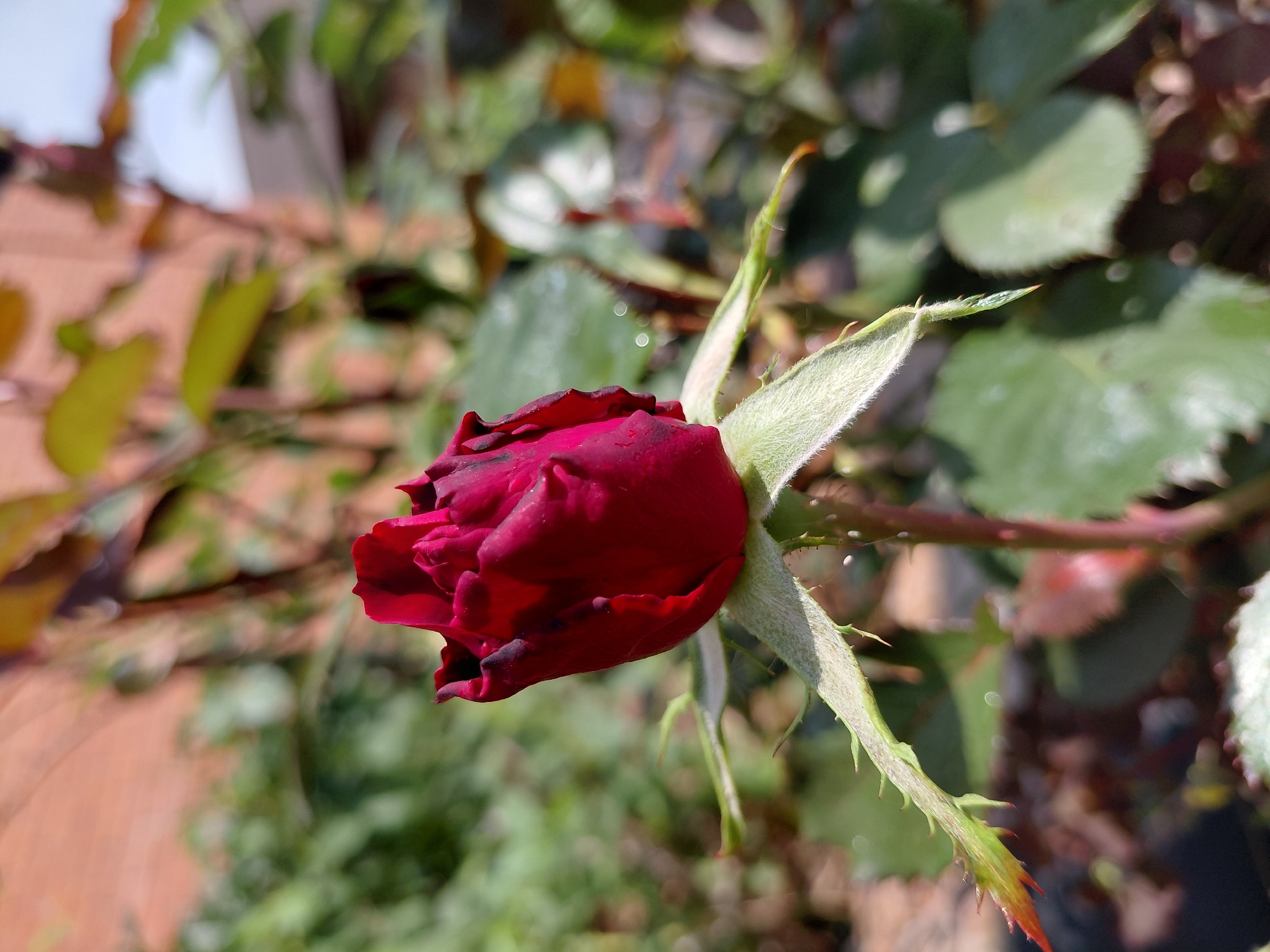 A close-up, eye-level shot captures a deep red rose bud, slightly unfurled, in the foreground. The bud is velvety in appearance, with darker crimson edges on its petals. Below the bud, three fuzzy, green sepals extend outwards, each tipped with a sharp thorn. The stem supporting the bud is a reddish-green hue and also displays small thorns. The background is softly blurred, suggesting an outdoor setting with greenery and hints of brickwork, possibly a garden or park. The lighting indicates it is daytime, with sunlight highlighting the textures of the rose and its sepals. The scene is static and devoid of any human presence or activity. The image has not been geotagged.