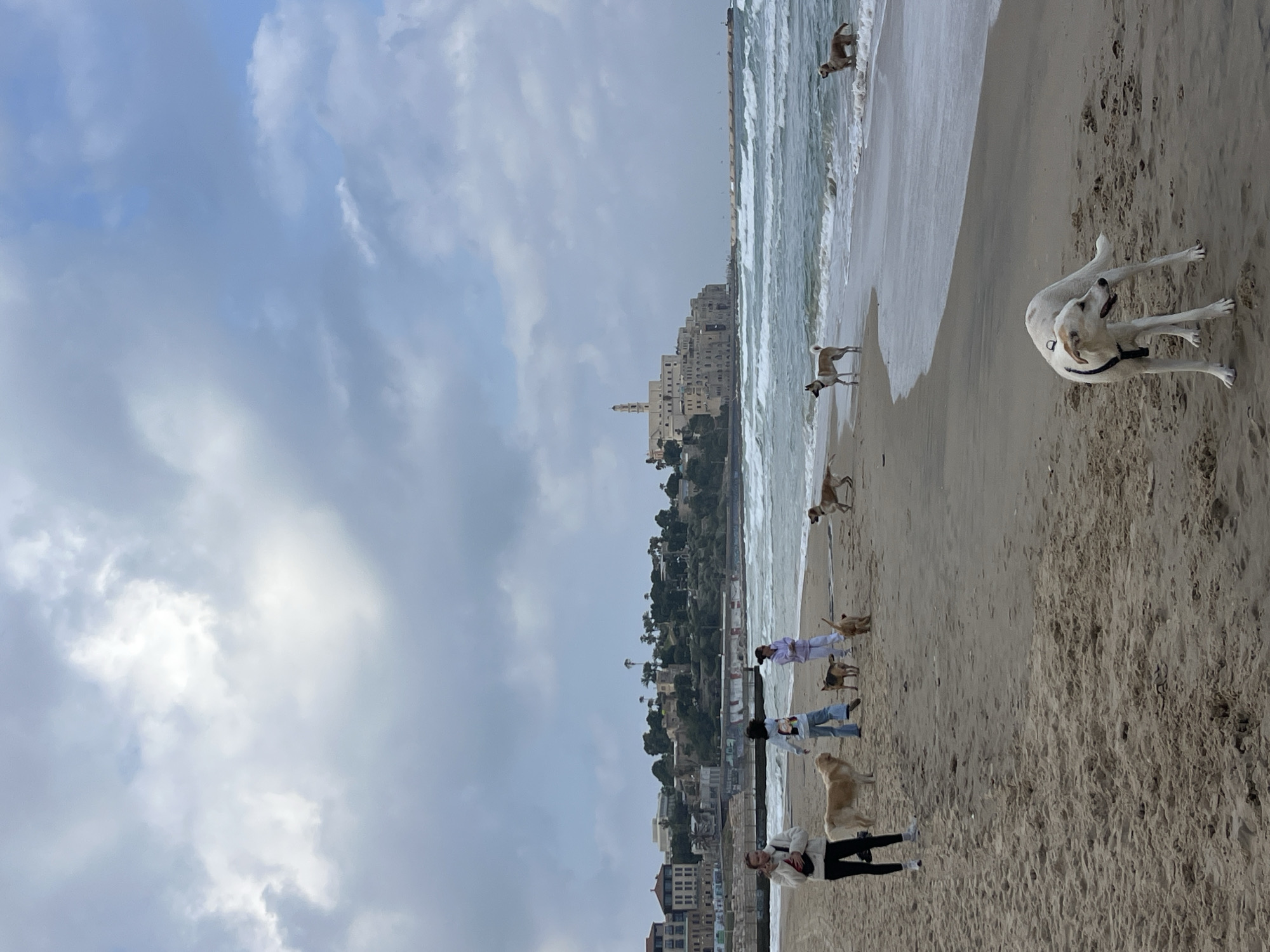 The image shows a view of Alma Beach in Tel Aviv, Israel. The shoreline curves to the left with a cityscape visible in the background. Several people are standing on the sandy beach, accompanied by a group of dogs, some interacting with each other and the people. The sky is overcast with grey clouds. Waves are visible along the shoreline.