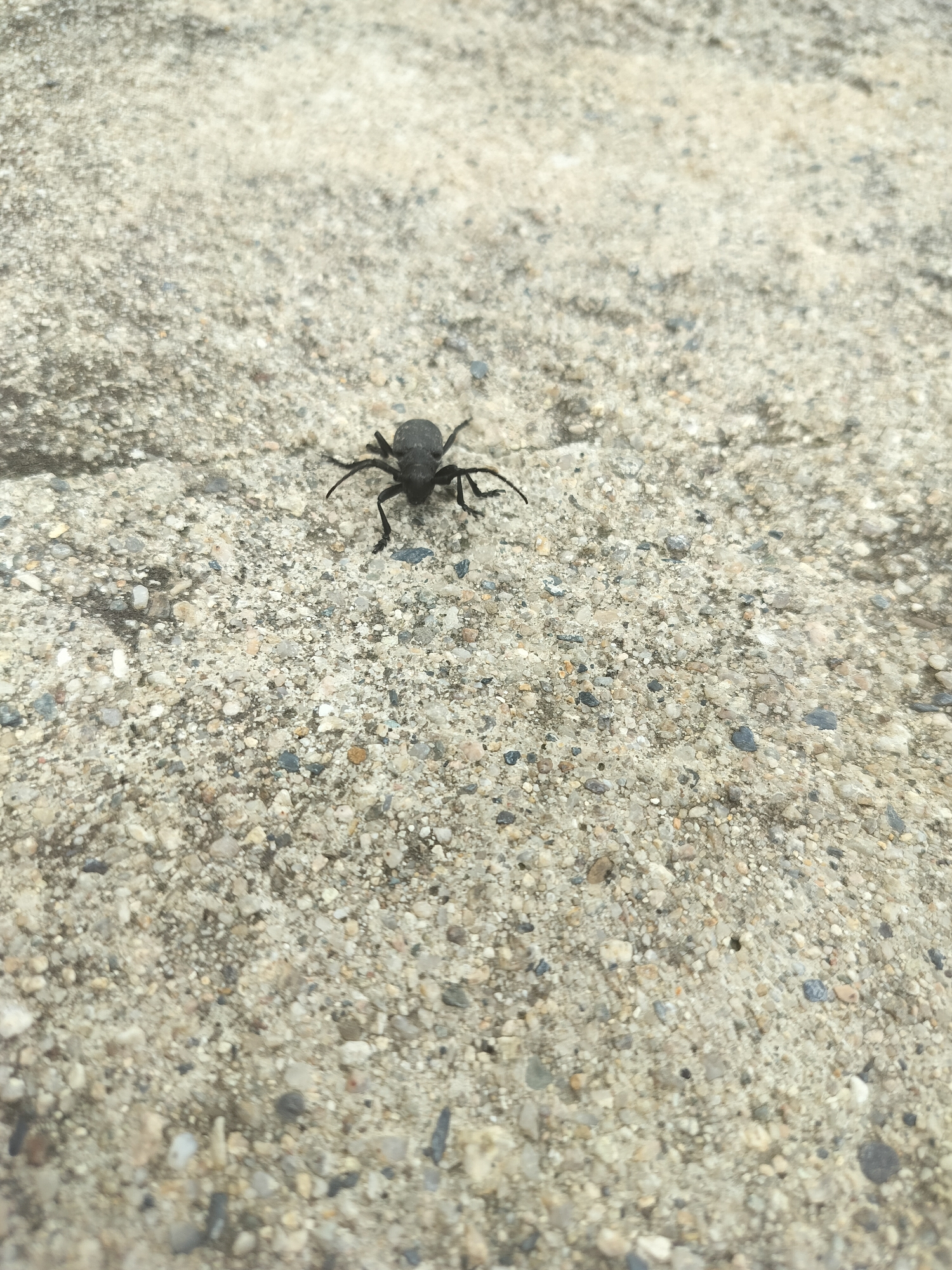 A black beetle is walking on a concrete surface. The concrete is rough and has small pebbles embedded in it. The beetle is in the center of the frame, facing left. Its legs are spread out, and it appears to be moving. The background is out of focus, but it appears to be more of the same concrete surface. There are no people or other animals visible in the image. The image was taken outdoors, likely on a sunny day, given the lighting. The location is Gorno Sahrane, Bulgaria.