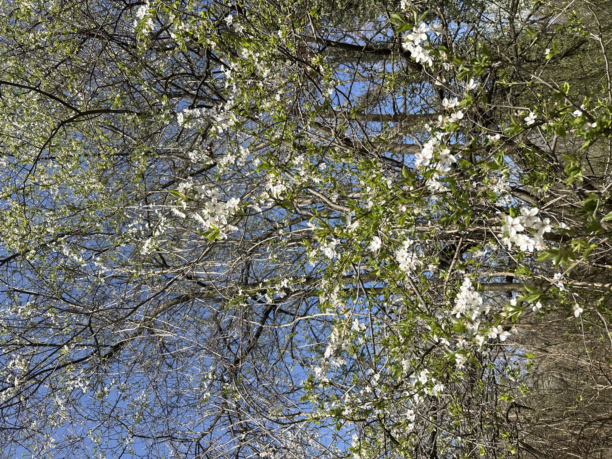 The image depicts a tree in bloom, with white flowers and early green leaves interspersed among bare branches against a backdrop of a blue sky with thin clouds. The branches are intricate and tangled. The scene suggests a spring setting. The location cannot be determined to be in Sofia, Bulgaria, based solely on the visual information.