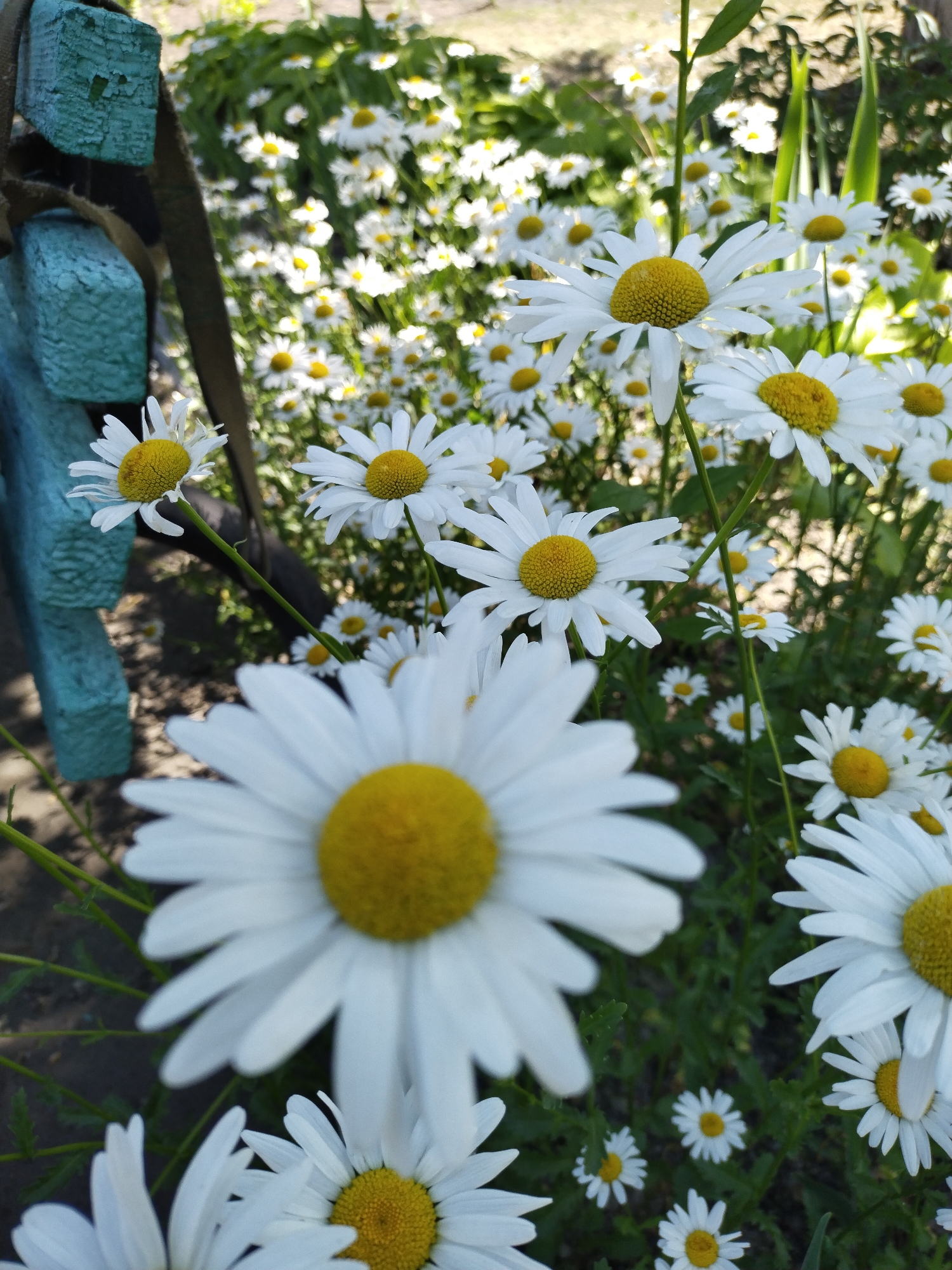 This is a close-up, eye-level, outdoor photograph of a field of white daisies with yellow centers. The daisies are in full bloom and fill the frame, with some in sharp focus and others blurred in the background. The lighting suggests it is daytime, with sunlight illuminating the flowers. The background is a blur of green foliage and possibly some wooden structure. The image appears to have been taken in a natural setting, such as a park or garden, within the city of Horishni Plavni, Ukraine. There are no people or animals visible in the image.