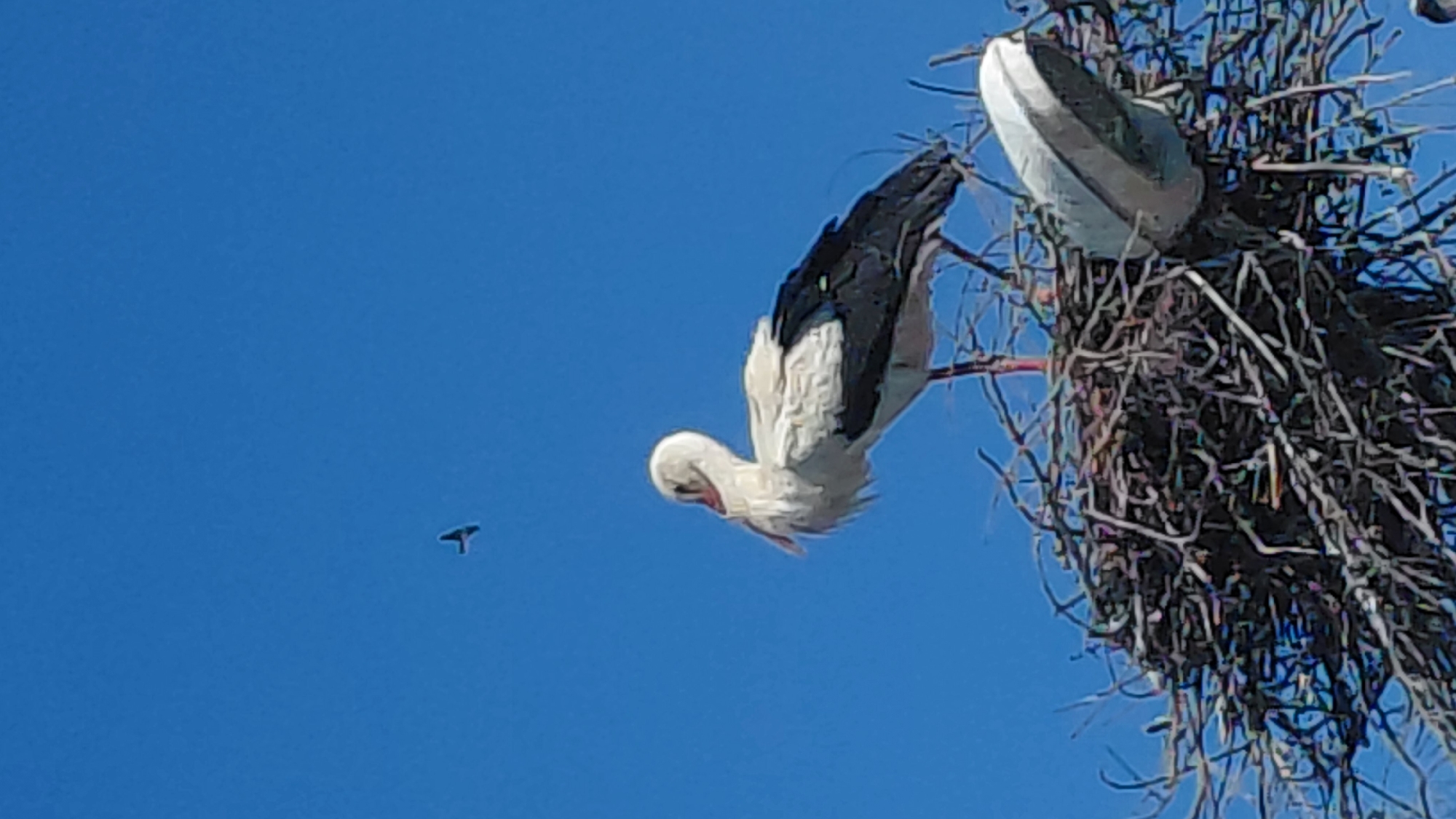 Captured from a low-angle perspective, the photograph features two storks perched atop a large, intricate nest constructed of twigs and branches. The nest is located in Unknown, Unknown. Against a backdrop of clear, bright blue sky, one stork stands partially inside the nest, while the other leans downwards, its head and beak nearly touching its body. A small, dark object, possibly another bird, is visible in the distant sky to the left of the storks.