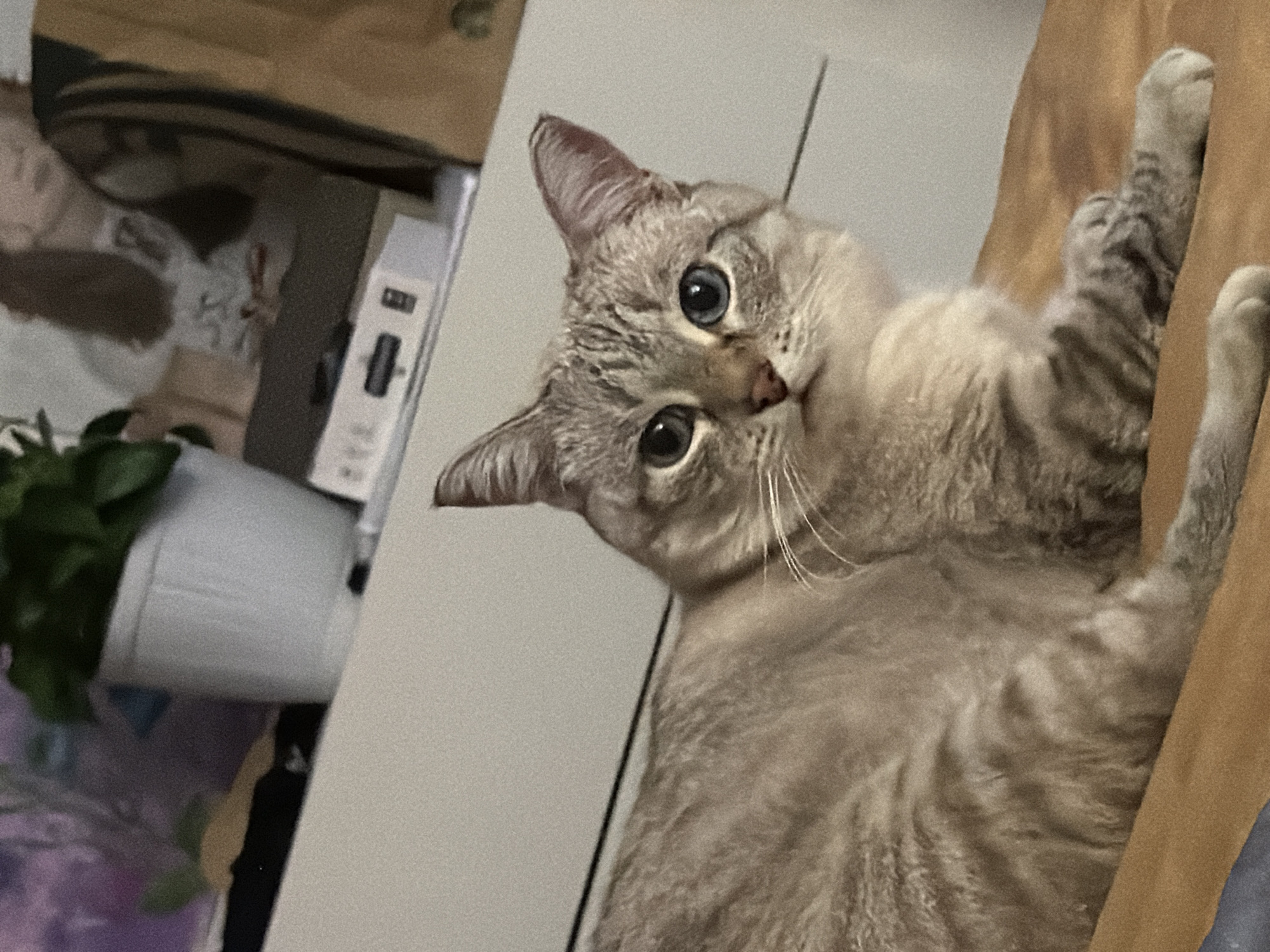 A light gray tabby cat with blue eyes is lying down on a brown surface, looking towards the camera. The cat has distinctive dark tabby markings on its body and tail, and lighter fur on its chest and paws. In the background, a white pot with a green plant is visible on a white surface, possibly a dresser or shelf. Further back, out of focus, are other objects and a portion of a person's back. The overall scene appears to be indoors, with neutral-colored walls and furniture. There is no indication of the city of Perm, Russia.
