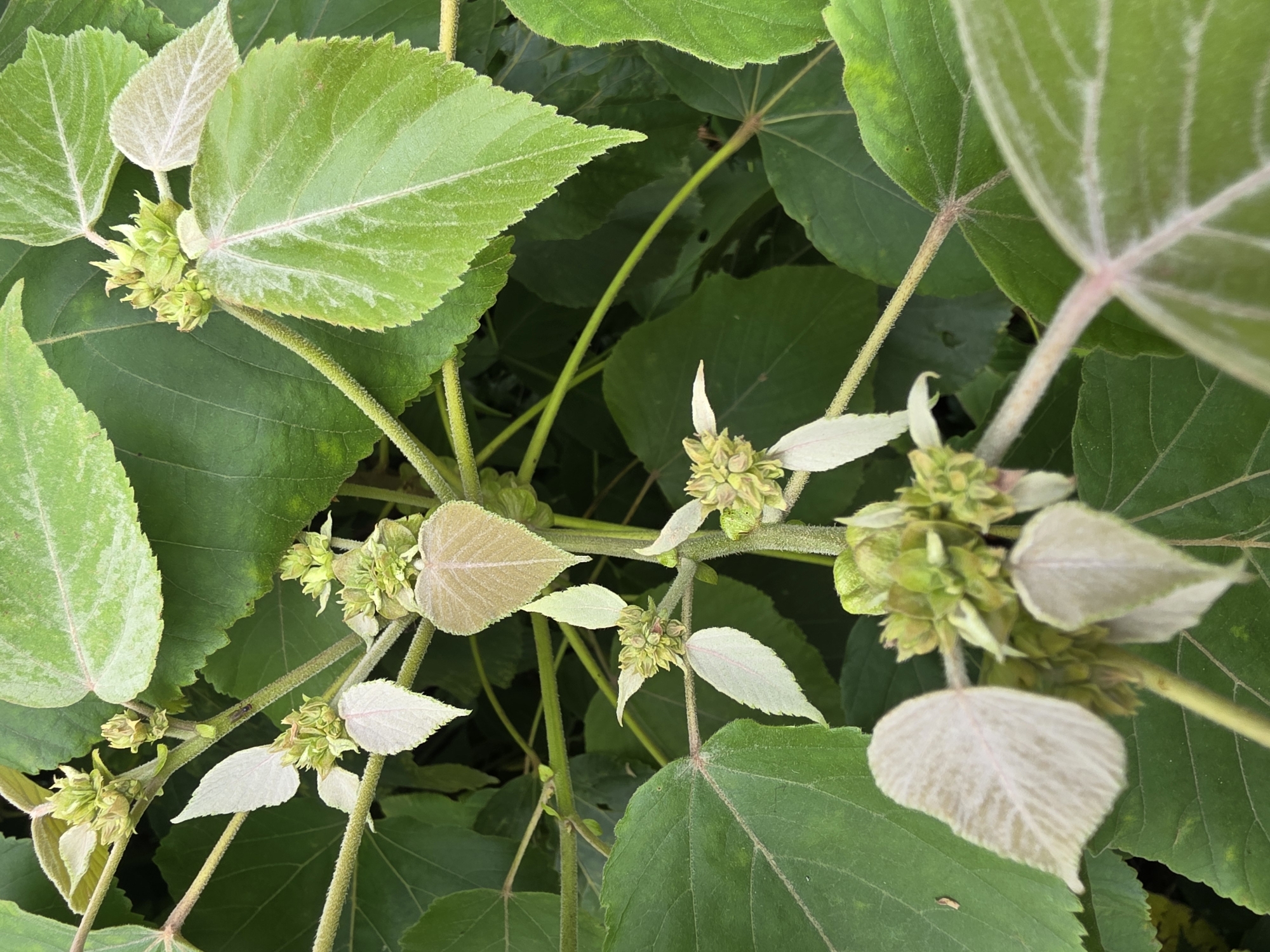 A close-up, high-angle, natural light shot shows a plant with large, green, heart-shaped leaves and small, clustered, green flower buds. The leaves have prominent veins and some appear fuzzy. The flower buds are clustered together on stalks. The background is blurred green foliage, suggesting an outdoor environment. There are no people or man-made objects visible in the image, and the location is unknown.