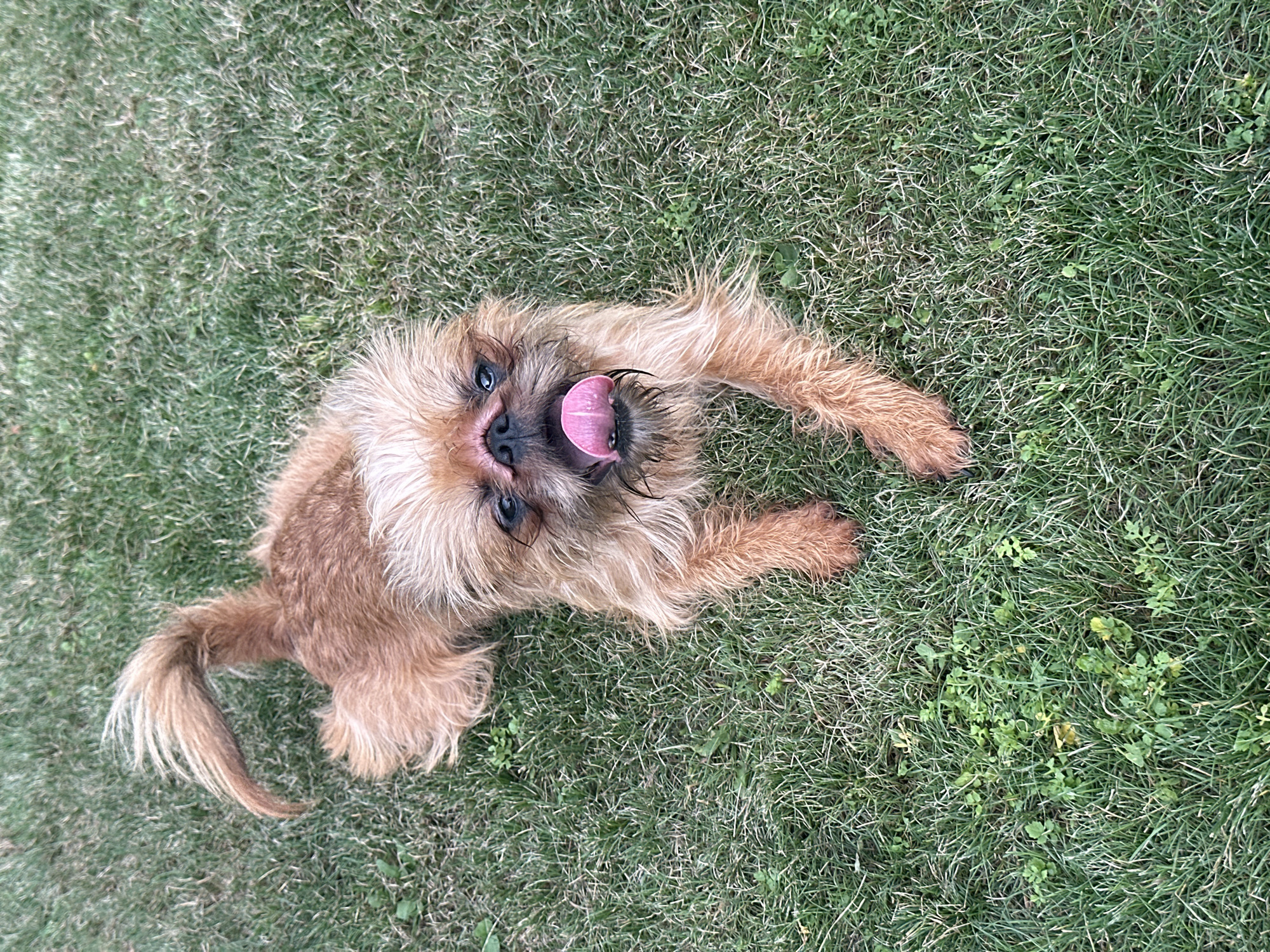 In this image, a small, light brown dog with shaggy fur is lying on a patch of green grass. The dog is looking directly up at the camera with its mouth open and its pink tongue sticking out, as if panting or playing. Its eyes are a dark color, and its ears are floppy and covered in fur. The dog's tail is visible on the left side of the frame, curled upwards and also covered in shaggy fur. The grass appears to be a typical lawn, with some scattered clover and other small green plants. The lighting suggests it is daytime, possibly outdoors in a park or backyard. The overall scene conveys a playful and happy mood, as the dog seems to be enjoying itself. There is no visible text in the image. The location context is Kaltan, Russia.