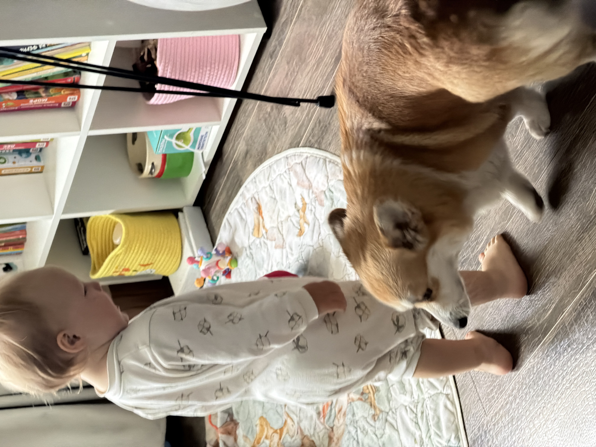 A light-skinned toddler, dressed in a white romper with a grey abstract pattern, stands on a light-colored rug with a playful print. The toddler is facing away from the camera, looking down. A golden-brown corgi dog walks towards the toddler, its head lowered as if investigating. The scene takes place indoors, on a dark wooden floor. Behind the toddler and dog is a white, multi-shelf unit filled with various items, including books on the upper shelves and brightly colored baskets on the lower shelves. A yellow woven basket sits on one shelf, and a pink woven basket on another. There are also some toys scattered on the rug. The lighting suggests it is daytime. The specific location in the city of Chaikovsky, Russia, cannot be determined from the visual information provided in the image.