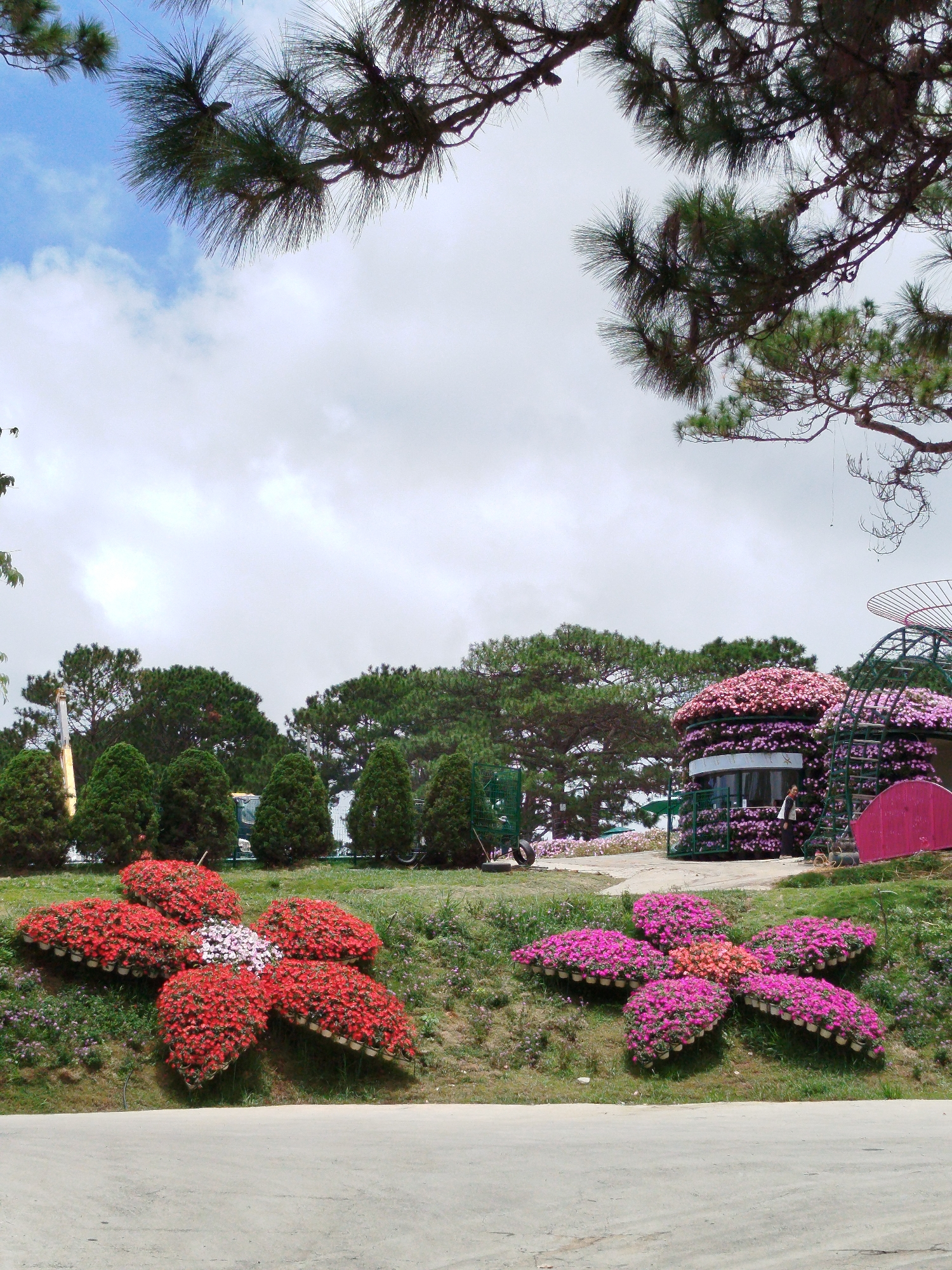 This image depicts a vibrant floral display in the city of Da Lat, Vietnam, likely within the grounds of a botanical garden or park. In the foreground, two large, artfully arranged flower beds, shaped like blooming flowers, dominate the scene. The left flower bed is primarily composed of red flowers, with a small cluster of white and pink flowers at its center. The right flower bed features an abundance of pink flowers with a central area of orange blooms. Both arrangements are planted in numerous individual pots, creating a textured and voluminous appearance.
The flower beds are situated on a gentle, grassy slope. Behind them, a line of manicured evergreen trees forms a backdrop, and further in the distance, taller pine trees are visible, their needles creating a distinct texture against the sky. To the right, a portion of a circular structure covered in pink flowers is visible, along with an arched green metal structure also adorned with pink blossoms. A single person, dressed in dark clothing and carrying a light-colored bag over their shoulder, stands near this structure.
The sky above is a mix of white clouds and patches of blue. The overall impression is one of a meticulously cultivated and colorful landscape, characteristic of popular tourist attractions in Da Lat, known for its temperate climate and abundant flora.