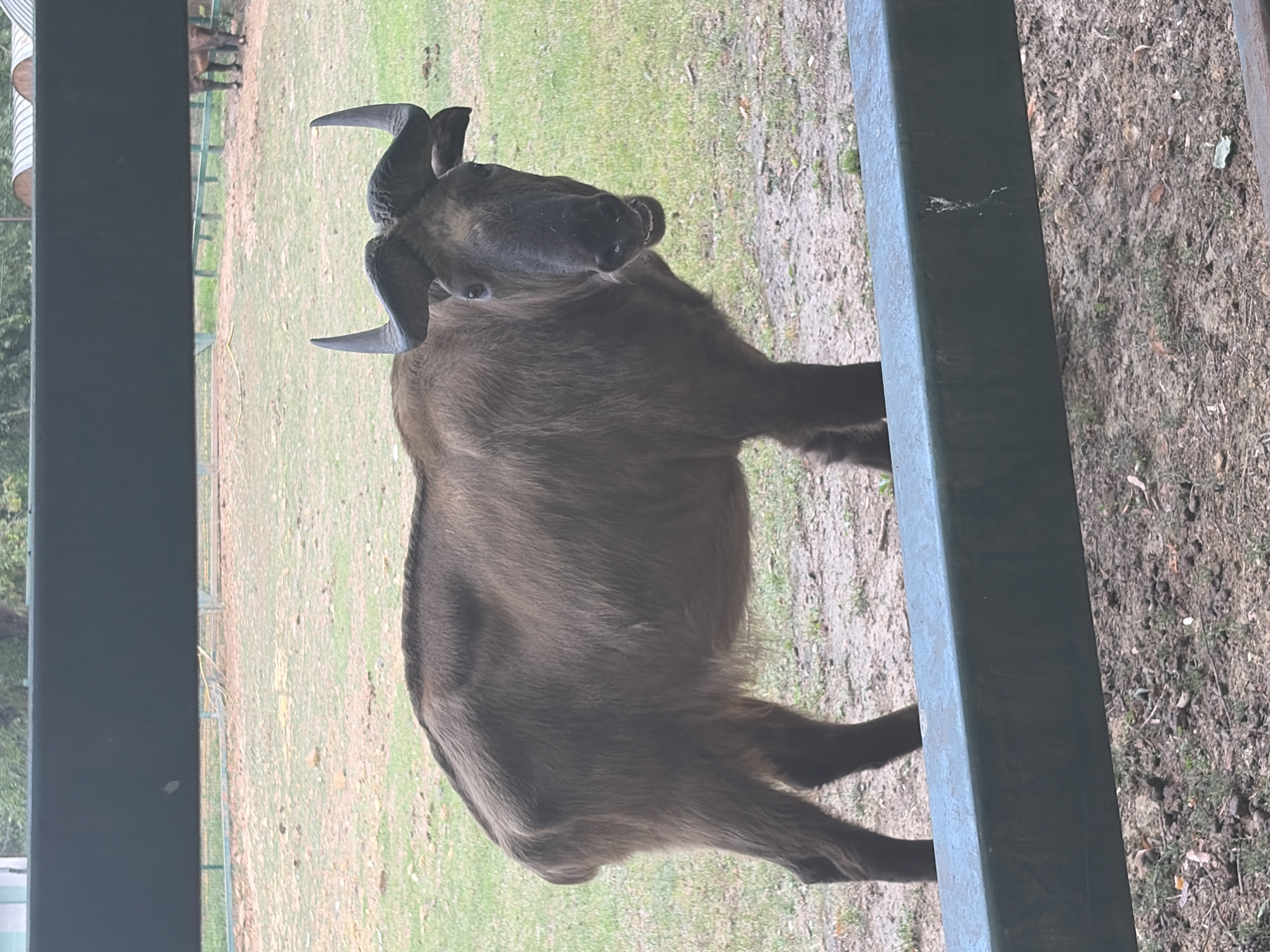 A medium shot captures a dark brown wildebeest standing in a grassy enclosure. The wildebeest faces the camera, its mouth slightly open, revealing its teeth and tongue. Its horns curve outwards and upwards. A dark green metal bar runs across the foreground, partially obscuring the lower portion of the wildebeest's body and the ground, which appears to be a mix of dirt and scattered leaves. In the background, more green grass and a blurred fence with white posts are visible. Beyond the fence, trees and structures that resemble domes can be seen. This scene is located in the city of Rostov-on-Don, Russia.