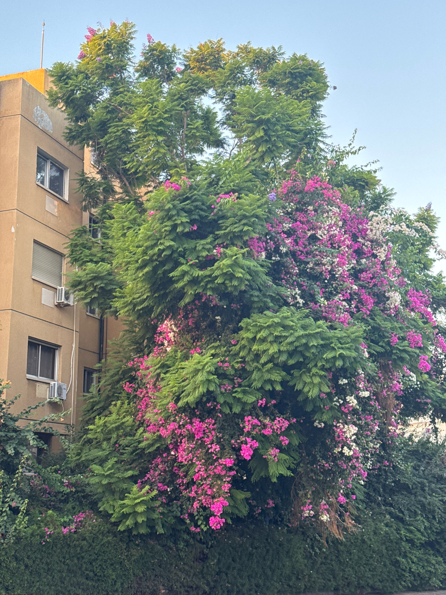 The image depicts a building with a tan facade and several windows, with air conditioning units mounted outside some of them. The building is partially obscured by dense foliage from a large tree laden with vibrant pink and white flowers, likely bougainvillea, as well as lush green leaves. The tree's branches extend towards the building, intertwining with its structure. In the background, a clear blue sky is visible. The scene suggests an outdoor setting within a community, possibly in Agios Tychona Community, Cyprus, where urban architecture meets abundant vegetation. No people are present in the frame, and no specific actions or interactions are captured. The focus is on the architectural elements and the flourishing plant life.