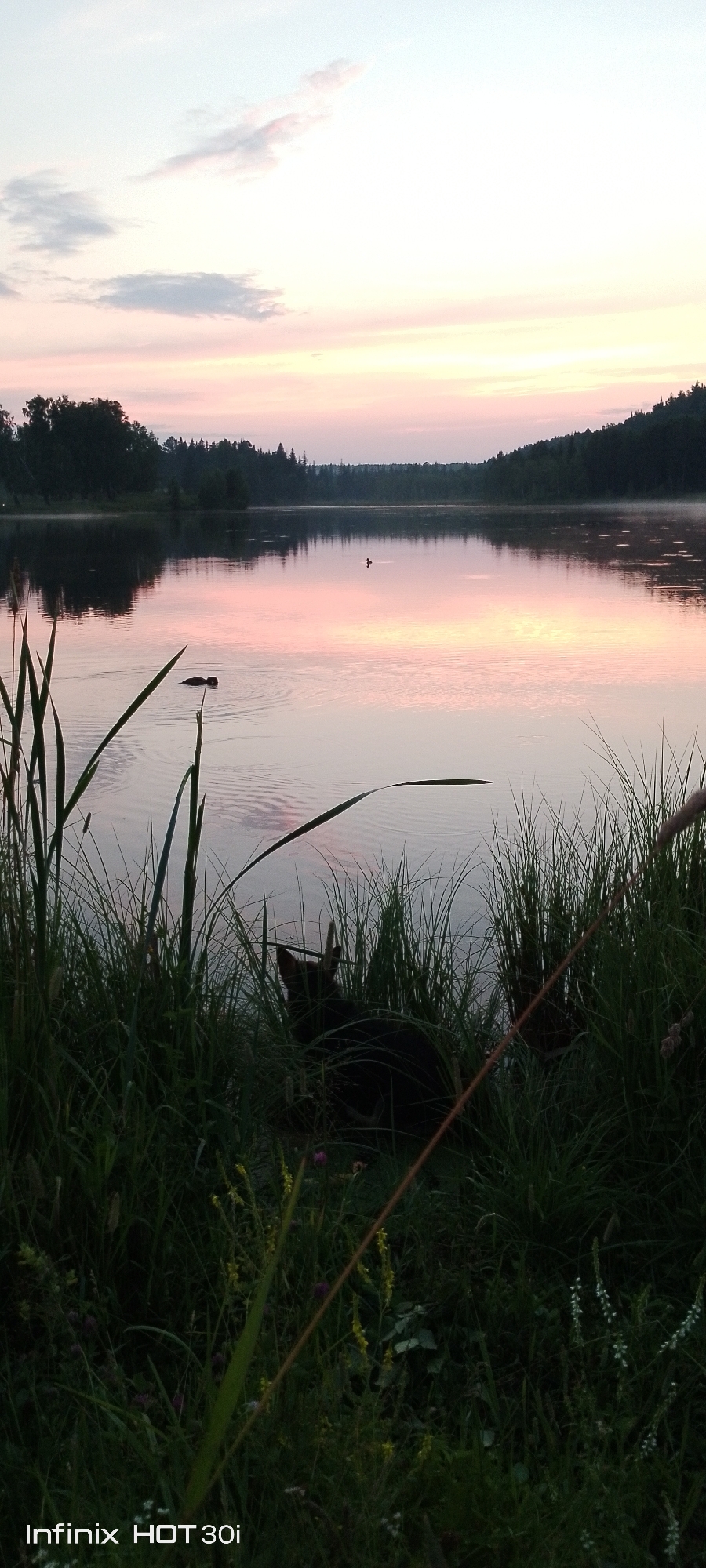 The image depicts a serene natural landscape at dawn or dusk. The sky is a soft gradient of pale blue and pink hues, with wispy clouds scattered across it, suggesting a calm and tranquil atmosphere. The sun is low on the horizon, casting a gentle glow that reflects beautifully on the still surface of a lake.
The lake is the central feature, bordered by a dense forest of dark green trees that line the far shore. The water is smooth, mirroring the sky and the trees, with only a few subtle ripples indicating movement. There are two birds swimming in the distance, adding a touch of life to the scene. In the foreground, tall green reeds and grasses grow along the bank, partially obscuring the view of the lake. Amongst the reeds, a dark-colored animal, possibly a dog or a cat, is partially visible, blending into the shadows. The overall mood is one of peace and quiet solitude.
The timestamp "Infinix HOT 30i" is visible in the bottom left corner of the image, indicating the device used for capture. The setting appears to be a natural, undeveloped area, likely a lake within a forest, given the dense tree line and the presence of reeds and tall grass. The time of day is clearly indicated by the soft, pastel colors of the sky and the low angle of the light.