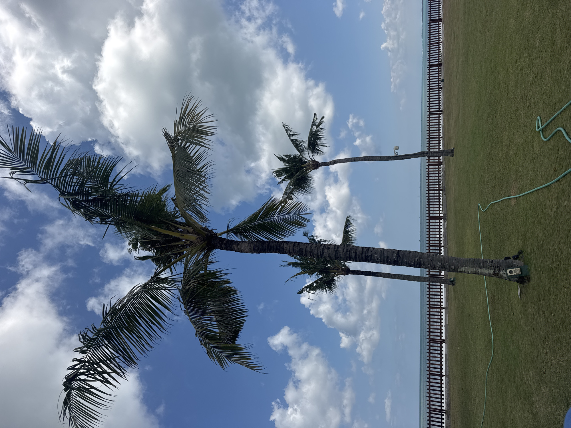 In Kuta Selatan, Indonesia, a bright, sunny day unfolds with a clear blue sky dotted with fluffy white clouds. Three palm trees stand tall on a lush green lawn, their fronds reaching towards the sky. A wooden fence runs along the edge of the lawn, separating it from the calm ocean in the distance. A green hose lies on the grass, suggesting recent watering. The scene is tranquil and picturesque, offering a glimpse of paradise.