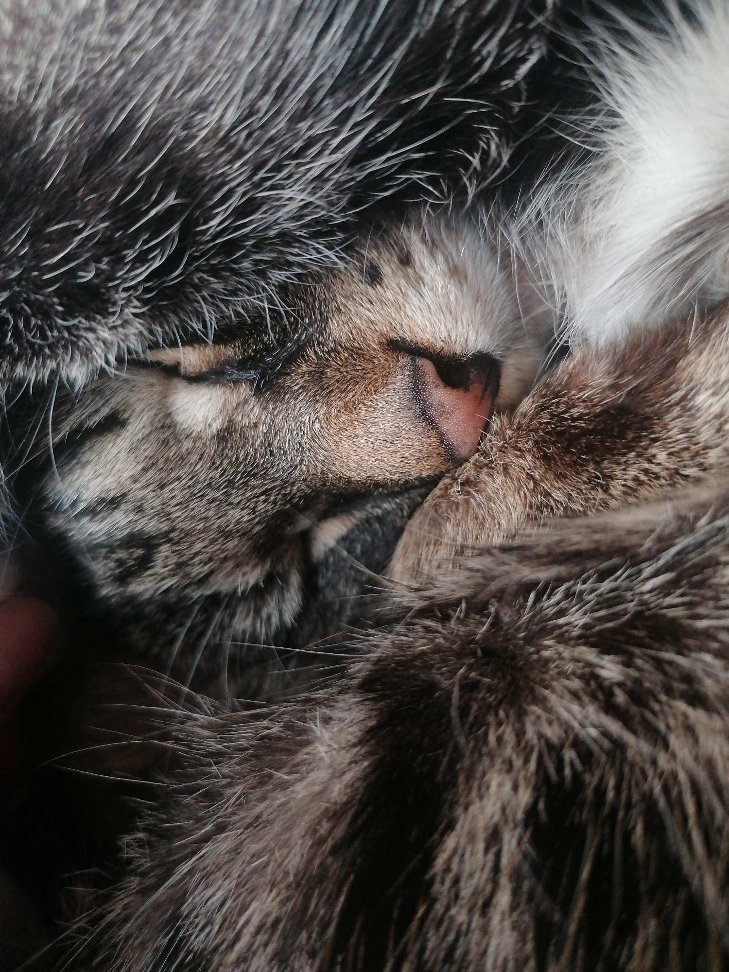 This is a close-up, overhead, eye-level, horizontal shot of a domestic cat sleeping. The cat's face is nestled into its fur, with its nose and part of its closed eye visible. The fur is a mix of grey, black, and white, with some darker tabby markings on the face. The lighting is soft, casting gentle shadows. The background is dark and out of focus, emphasizing the cat. There are no people or any other objects visible in the frame. The image does not provide any information about the location in the city of Angarsk, Russia.