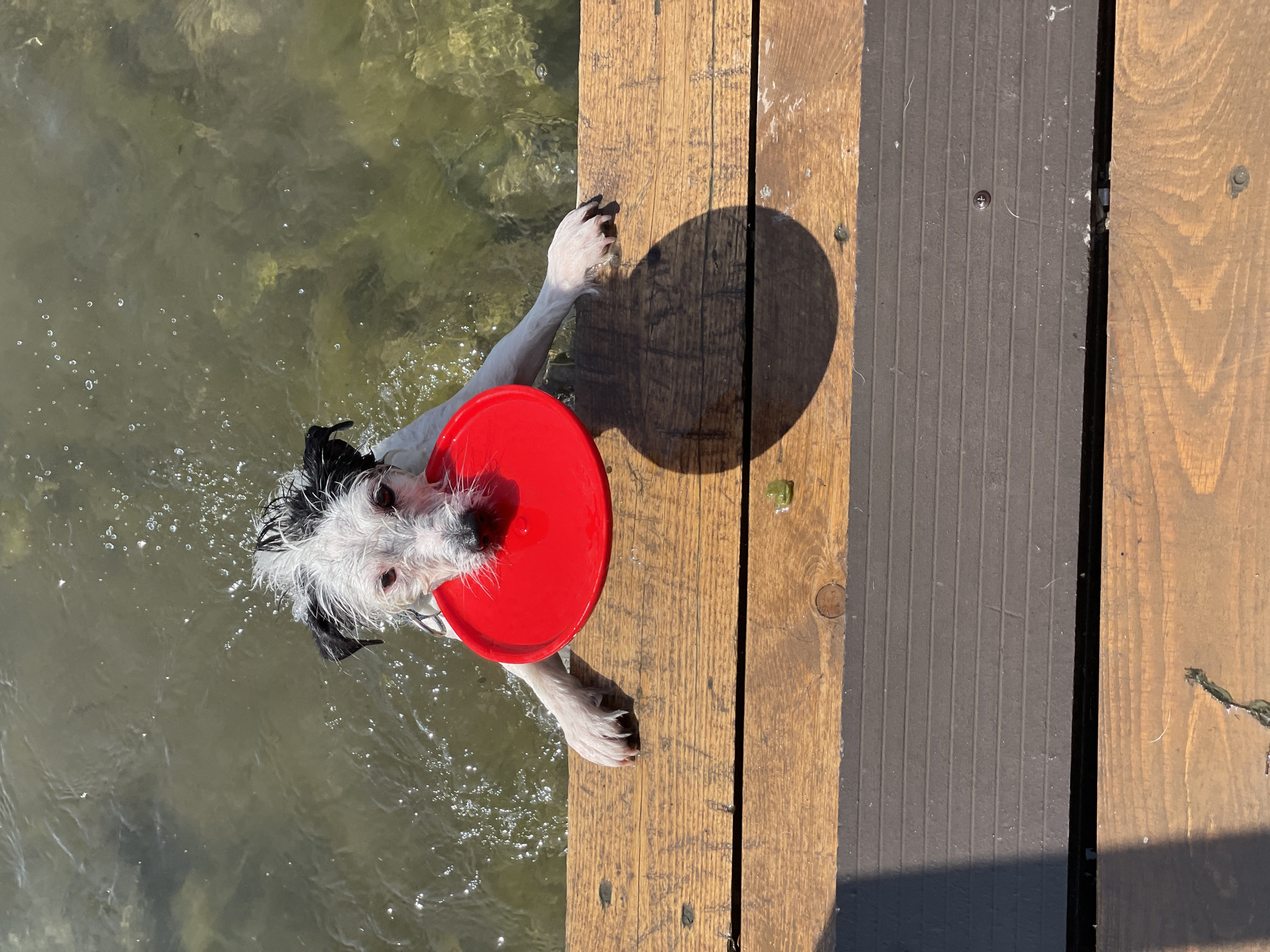 A scruffy white and black dog with wet fur is in the water, holding a bright red frisbee in its mouth. The dog is partially on a wooden dock, with its front paws resting on the edge. The water is murky and appears to be a lake or river. The dock is made of weathered wooden planks. Sunlight casts a shadow of the dog and frisbee on the dock. The background shows more water and sunlight reflecting on its surface. The location is Unknown, Unknown.