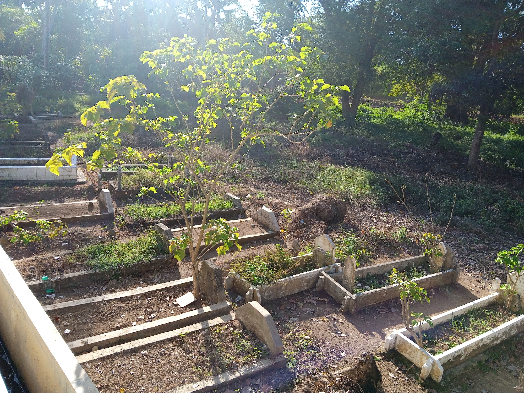The image depicts a cemetery in Cottupah, Indonesia, bathed in bright sunlight that casts long shadows. The foreground features a row of concrete burial plots, some of which are overgrown with grass and small plants, while others appear bare. A young tree with bright green leaves stands in the center of one of the plots, its branches reaching towards the sky. In the background, a dense forest of trees creates a natural backdrop. The overall impression is one of a serene and somewhat overgrown burial ground, set against the lush tropical landscape of Indonesia. There are no people visible in the image.