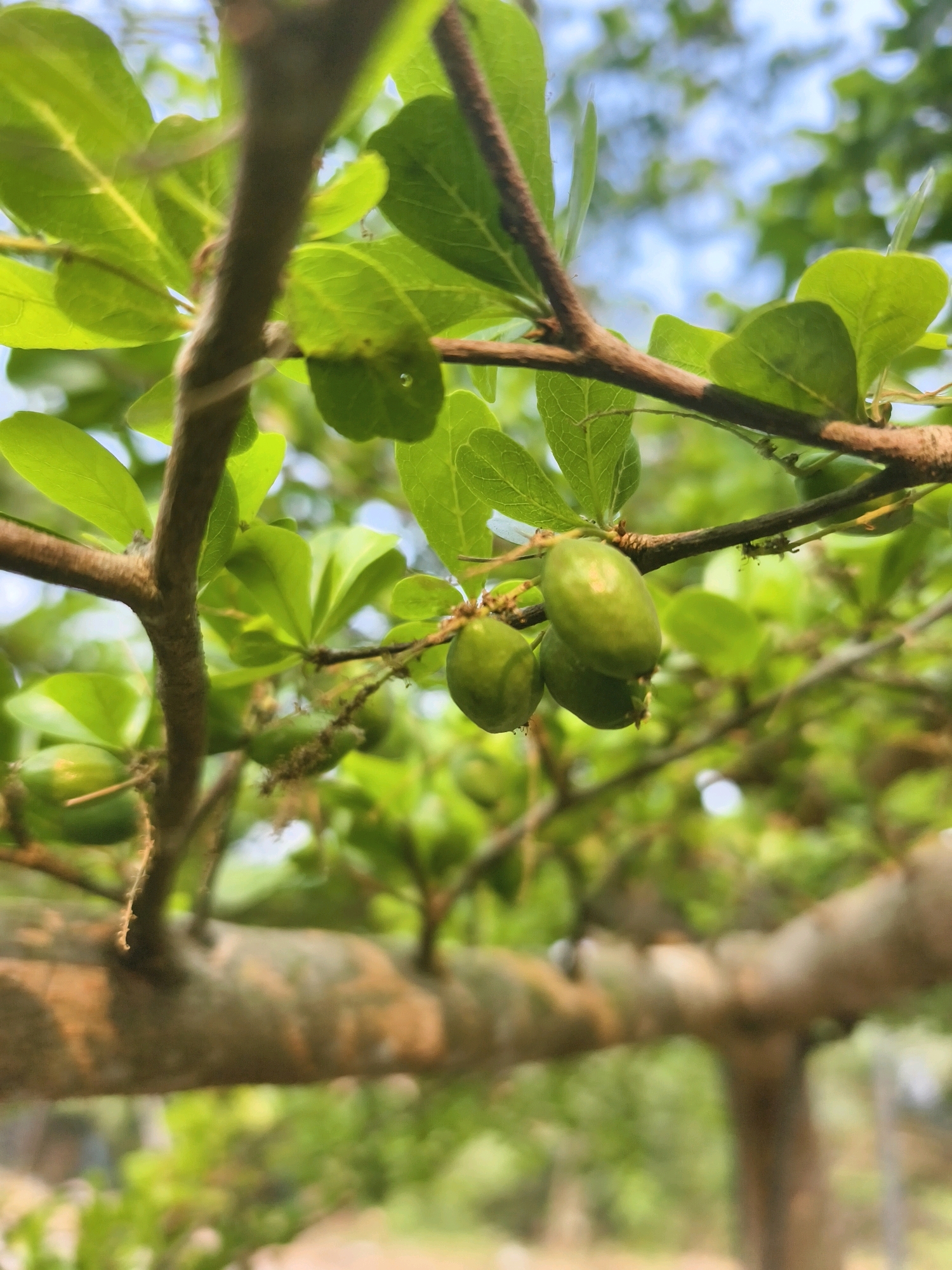 A close-up, low-angle shot captures a branch of a tree with vibrant green leaves and several small, oval-shaped green fruits. The fruits, some clustered together, hang from thin stems. The branch is rough-textured and a lighter brown color. In the background, more green foliage and a blurred sky with hints of blue are visible, suggesting an outdoor, natural setting. The lighting appears to be natural daylight, creating soft shadows and highlighting the textures of the leaves and bark. No people are present in the image, and no specific location in Muara Bulian, Indonesia, can be identified from the visual information alone.