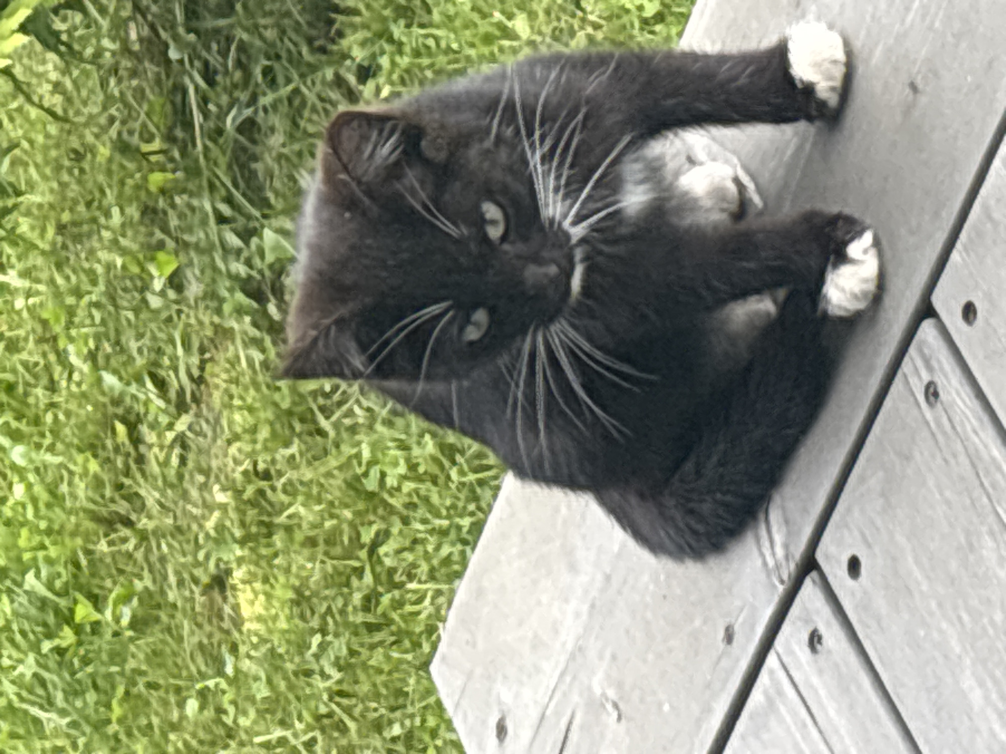 A black and white cat with green eyes sits on a wooden deck. The cat is facing forward, with its front paws tucked underneath its body and its hind paws extended. The cat's fur is black with white markings on its chest and paws. The deck is made of weathered gray wood planks, and there are visible screws and gaps between the planks. In the background, lush green grass and foliage are visible, suggesting an outdoor setting. The image is taken from a slightly elevated angle. The location in the city of Zvenigorod, Russia, is not discernible from the visual information provided in the image.