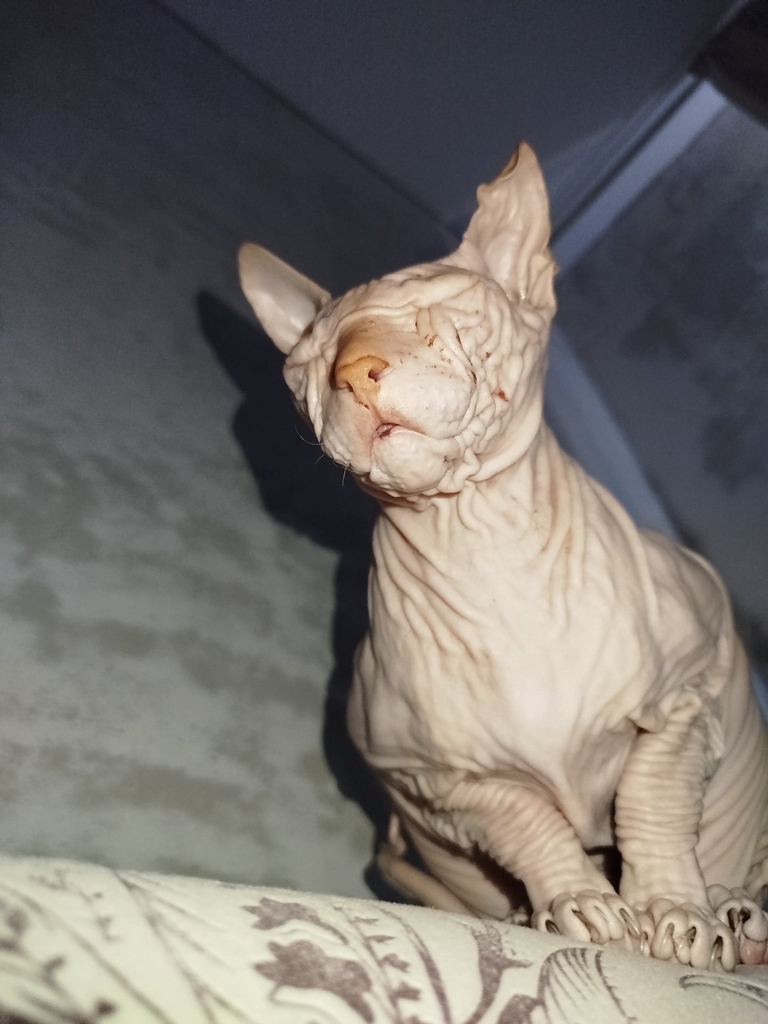 A Sphynx cat is sitting on a textured surface. The cat has wrinkled, pale skin and large ears. Its eyes are closed, and its nose is a pinkish-orange color. The background is a dark, textured surface with some lighter areas. There are no people or any indication of the location being in Zavodoukovsk, Russia.