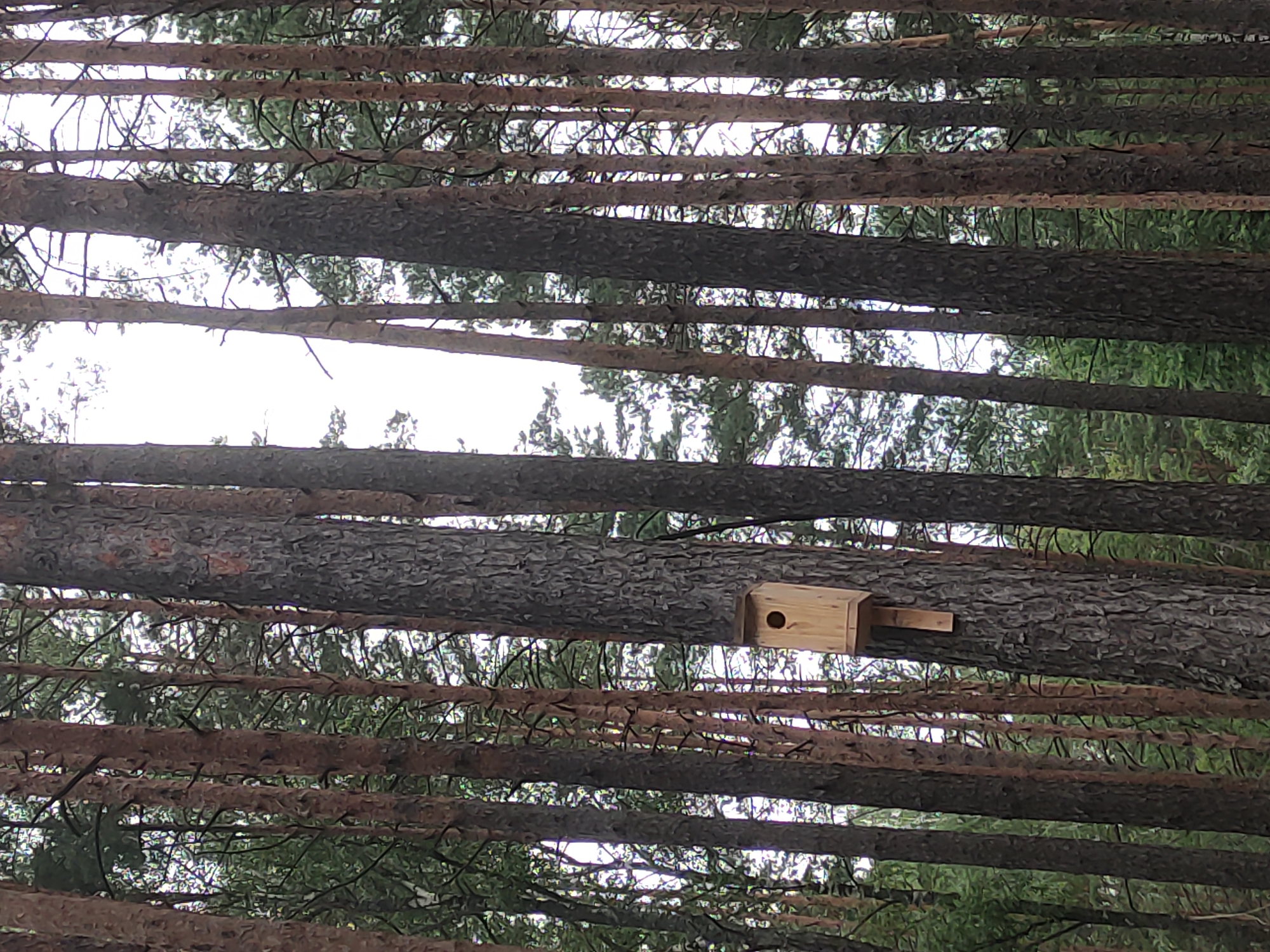 The image shows a wooden birdhouse attached to a tall pine tree in a forest. The birdhouse is light brown and has a circular entrance hole. The tree is surrounded by other pine trees, some of which have dark, rough bark, and others with smoother, lighter bark. The ground is not visible, but there is dense green foliage in the background, indicating a natural wooded environment. The sky is overcast and bright. This scene is located in the Верамейскі сельскі Савет, Belarus. There are no people or animals visible in the image.