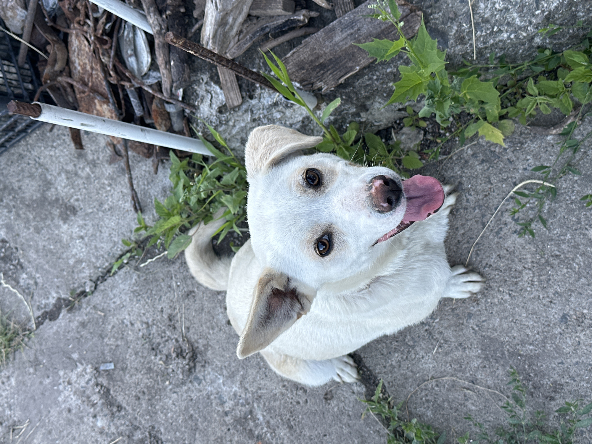 A medium-sized, short-haired dog with white fur and tan accents is sitting on a concrete surface with scattered green vegetation. The dog is facing upwards towards the camera, with its mouth open and tongue visible. Behind the dog, to the right, is a pile of rusty metal objects and wooden debris, with a white pipe protruding from the ground. The scene appears to be outdoors, in a somewhat unkempt area. The location is identified as Ravna Gora, Bulgaria.