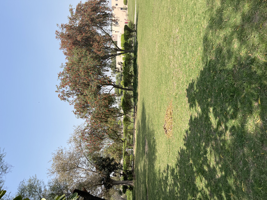 The image shows a grassy park in Sahibzada Ajit Singh Nagar, India. The park is covered in green grass and there is a patch of brown leaves in the middle of the park. There is a line of green shrubs in the background and several trees with red blossoms. There are no people visible in the image. The sky is blue and clear with no clouds. There is a building in the distance, obscured by the trees. The location is likely a residential area of the city.