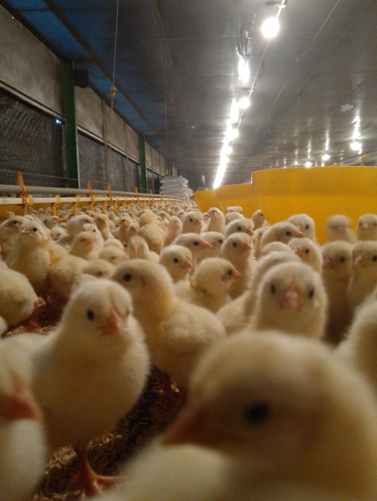 This is a low-angle, eye-level, medium shot of a large group of very young, fluffy yellow chicks densely packed together inside a building. The chicks are the primary subjects, with many in sharp focus in the foreground and the rest receding into the background. Their eyes are visible, and some appear to be looking towards the camera. The floor is covered in what appears to be wood shavings or similar bedding. In the background, there are yellow structures that resemble feeders or waterers, and overhead lighting fixtures illuminate the scene. The walls of the building are visible, with a blue ceiling and metallic siding. The overall environment suggests a commercial poultry farm or hatchery. This scene is not specific to Tomohon, Indonesia, as the image does not contain any identifiable landmarks or contextual clues to place it in that specific city.