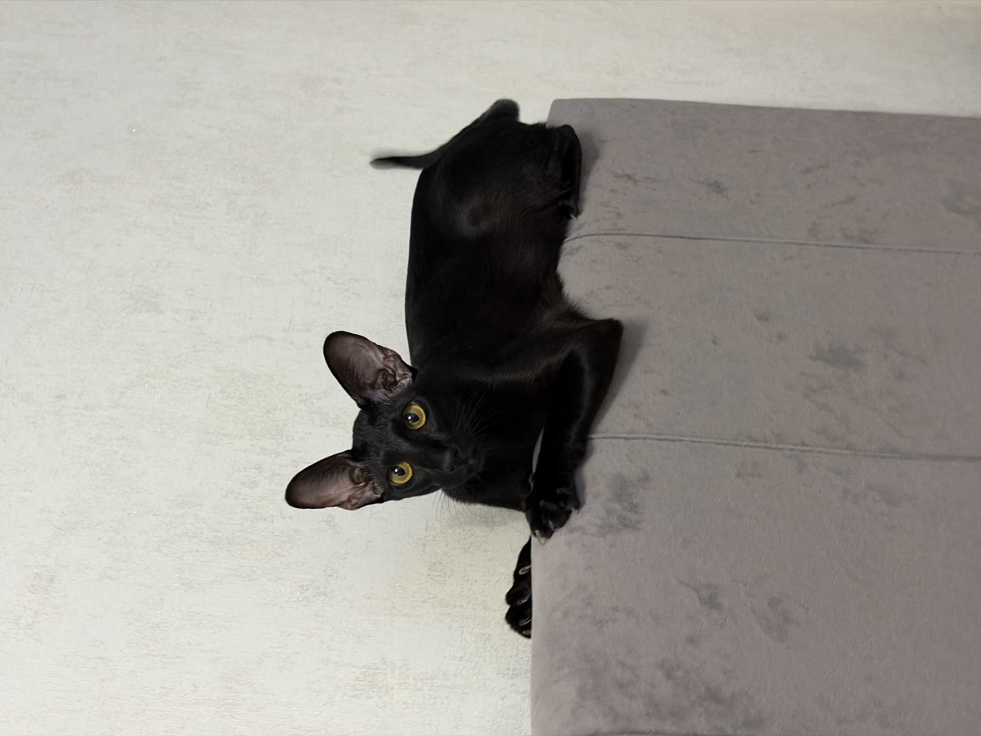 A sleek, black cat with distinctive large ears and piercing yellow-green eyes is the central subject of this indoor photograph. The cat is positioned vertically, seemingly hanging or peering over the edge of a grey, upholstered piece of furniture, which appears to be a sofa or armchair. Its front paws are visible, gripping the fabric of the furniture, with claws slightly extended.
The cat's head is turned sharply towards the viewer, displaying an expression of intense curiosity and engagement. Its slender, elegant body extends upwards along the furniture's side. The background to the left of the cat is a light-colored, textured wall, likely off-white or light grey, while the grey furniture takes up the right side of the frame.
The image captures a playful or attentive moment, showcasing the cat's agility and expressive features. The lighting suggests an indoor setting, likely during the day or in a well-lit room. There is no visible text in the image. The scene depicts a domestic environment in Chaikovsky, Russia.