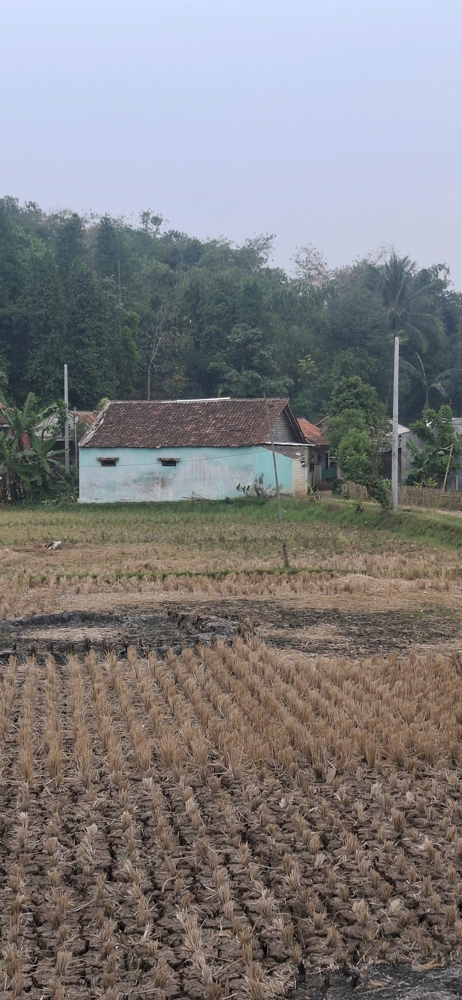 In Cianjur, Indonesia, a low-angle, vertical, full shot shows a rural landscape under a hazy sky. In the foreground, a harvested rice field is dry and cracked, with stubble of straw standing upright. Further back, a small, light blue building with a tiled roof sits on green grass. Two small, dark windows are visible on the side of the building. A few chickens are scattered in the grass in front of the house, and a white bird is in the field to the left. Behind the house, a dense line of trees forms a backdrop, with a palm tree visible on the right. Two utility poles stand in front of the trees, one on the left and one on the right.