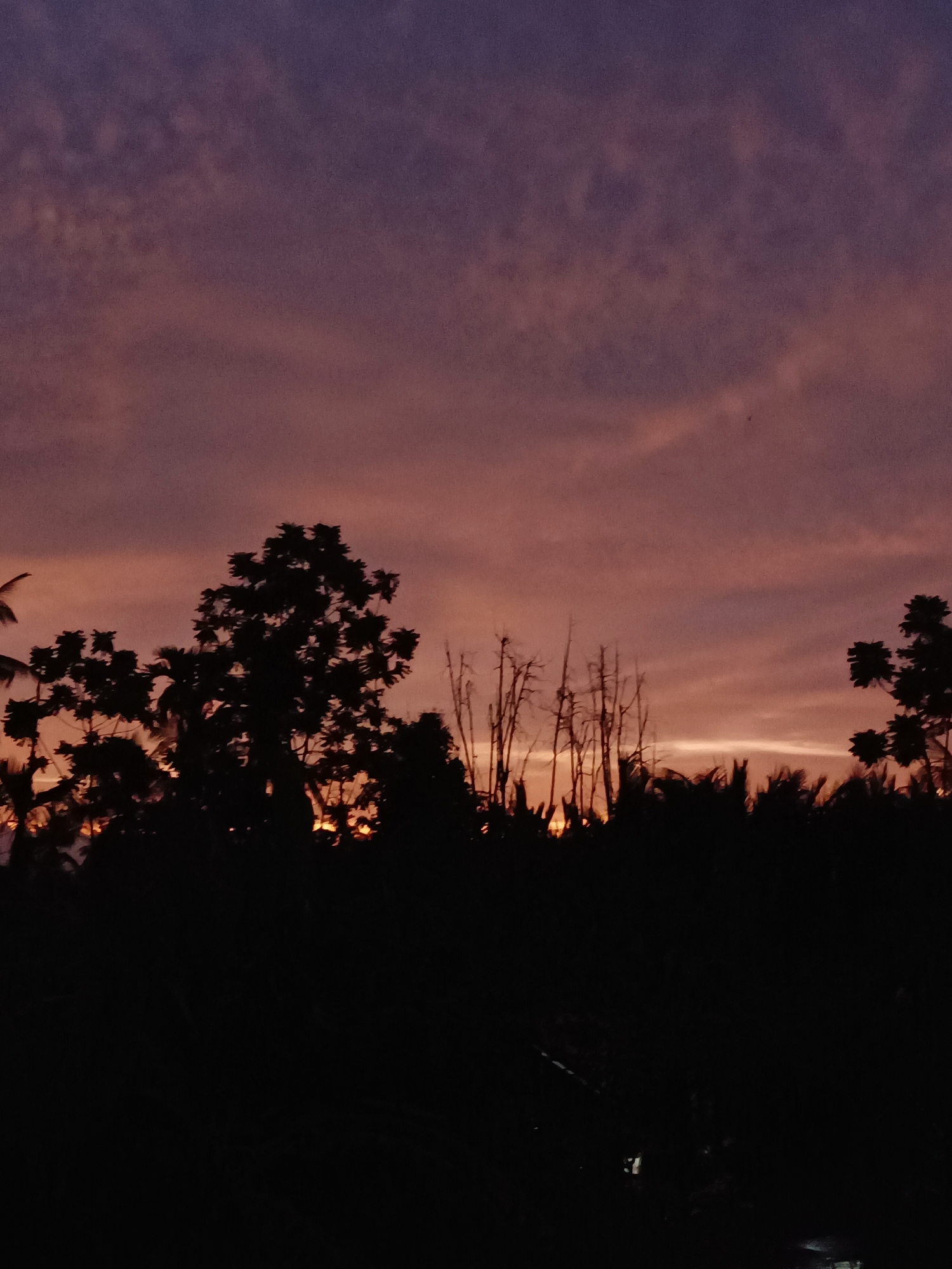 The image depicts a silhouetted landscape against a twilight sky. The sky is a gradient of deep purple at the top, transitioning to soft orange and pink hues towards the horizon, suggesting a sunset or sunrise. Wispy clouds are visible, catching the fading light. In the foreground, the dark silhouettes of trees and vegetation form a dense line across the bottom half of the frame. There are various types of trees, some with dense foliage and others with bare, spindly branches. A sliver of bright orange light is visible peeking through the trees near the horizon, likely from the setting or rising sun. The scene appears to be in a rural or semi-rural area, possibly on the outskirts of Blang Cut, Indonesia, given the tropical appearance of the vegetation. No people or animals are present in the image. The overall atmosphere is serene and slightly dramatic due to the stark contrast between the dark silhouettes and the vibrant sky.