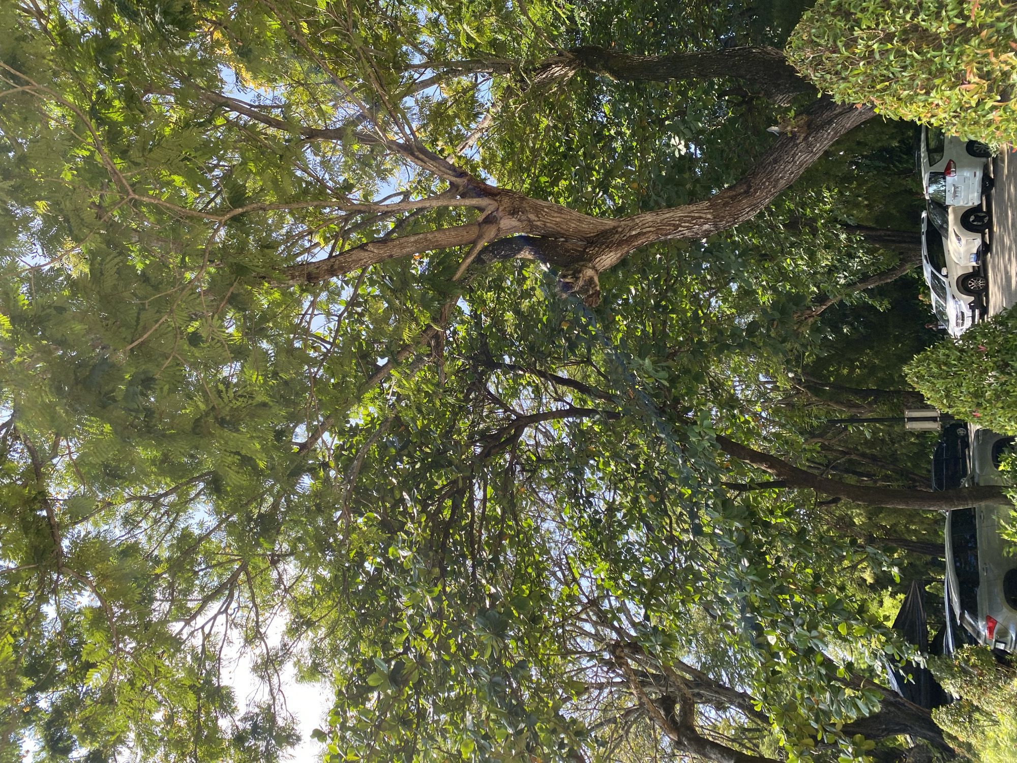 The image, taken from below, shows a tree with abundant green foliage and visible branches against a backdrop of a partly visible sky. Some vehicles are parked adjacent to the foliage and tree, and appear to be adjacent to the tree in an outdoor setting. The image appears to be from Kuta Selatan, Indonesia.