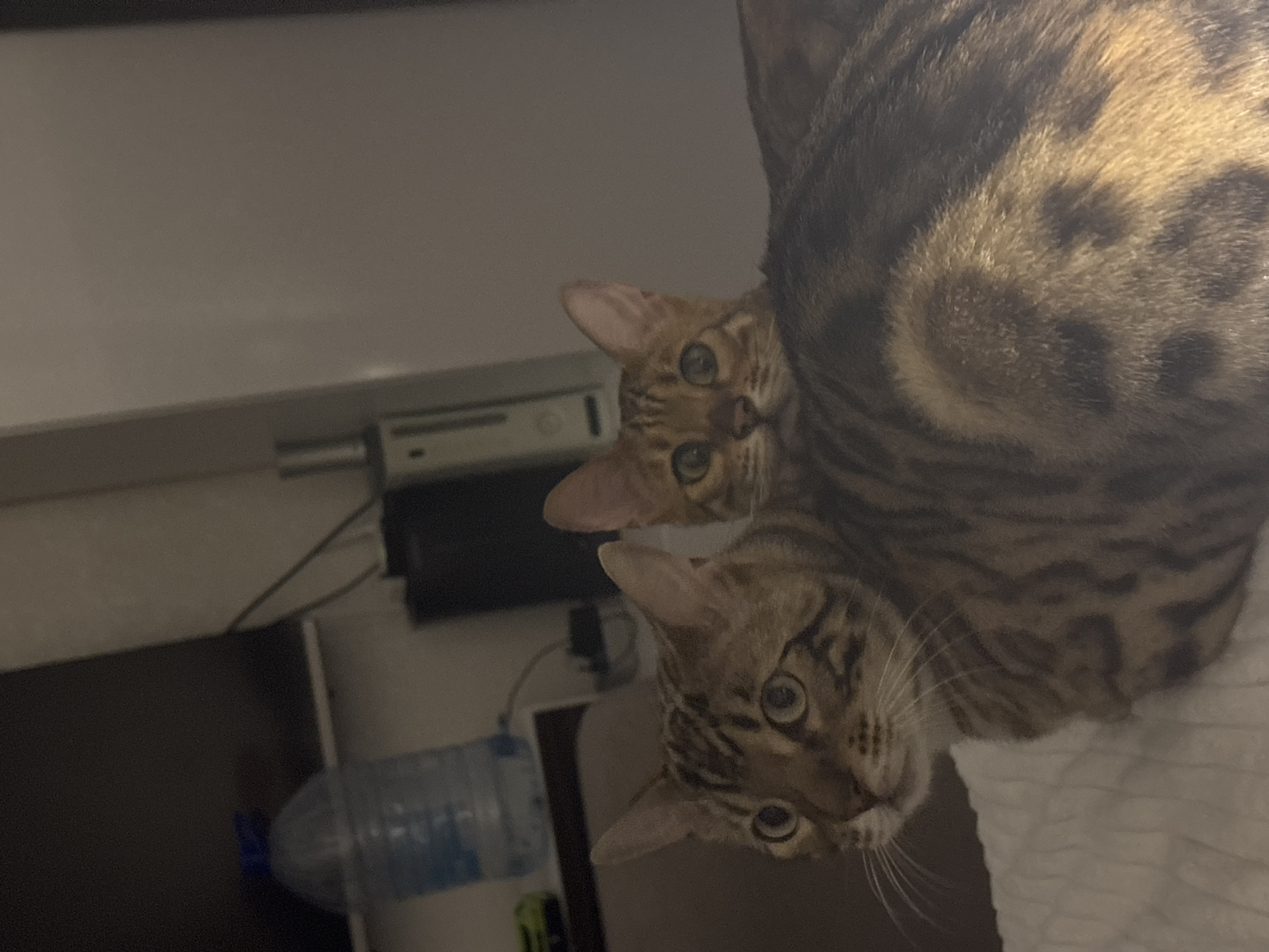 Two Bengal cats are pictured from the chest up, resting on a white, textured surface, likely a bed. The larger cat in the foreground is facing left with its head turned slightly towards the camera, its green eyes wide. Its tabby markings are prominent. Peeking over the back of the larger cat is a smaller cat, facing the camera directly. This cat also has green eyes and distinctive Bengal markings. The background is dimly lit and appears to be an indoor domestic setting, possibly a bedroom, with a large plastic water bottle and electronic equipment visible. The lighting suggests it is nighttime or the room is dimly lit.